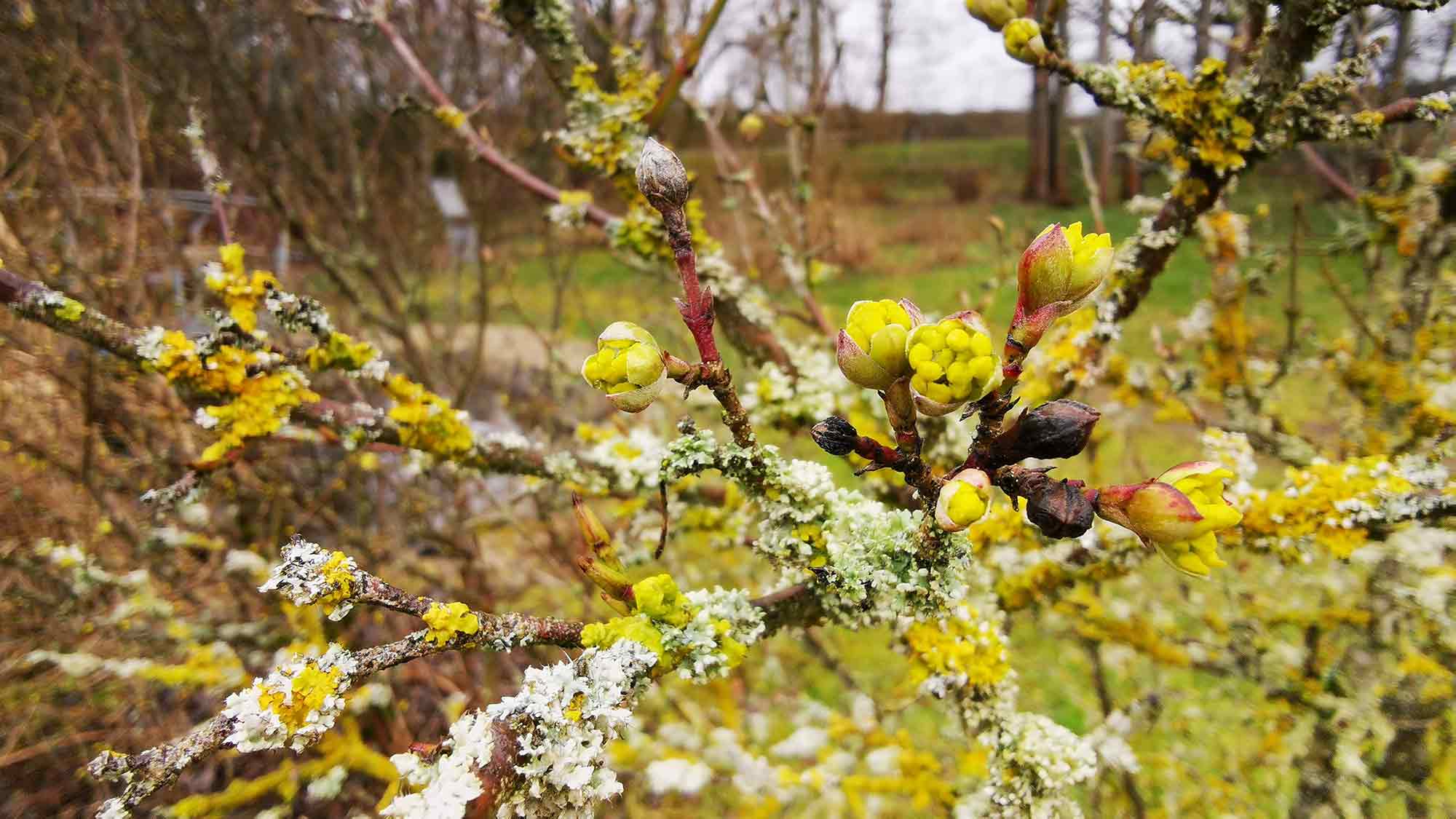Für mehr Artenvielfalt und blühende Frühlingsbeete: naturnahes Gärtnern mit Tipps vom Gartenbauexperten Für mehr Artenvielfalt und blühende Frühlingsbeete: naturnahes Gärtnern mit Tipps vom Gartenbauexperten