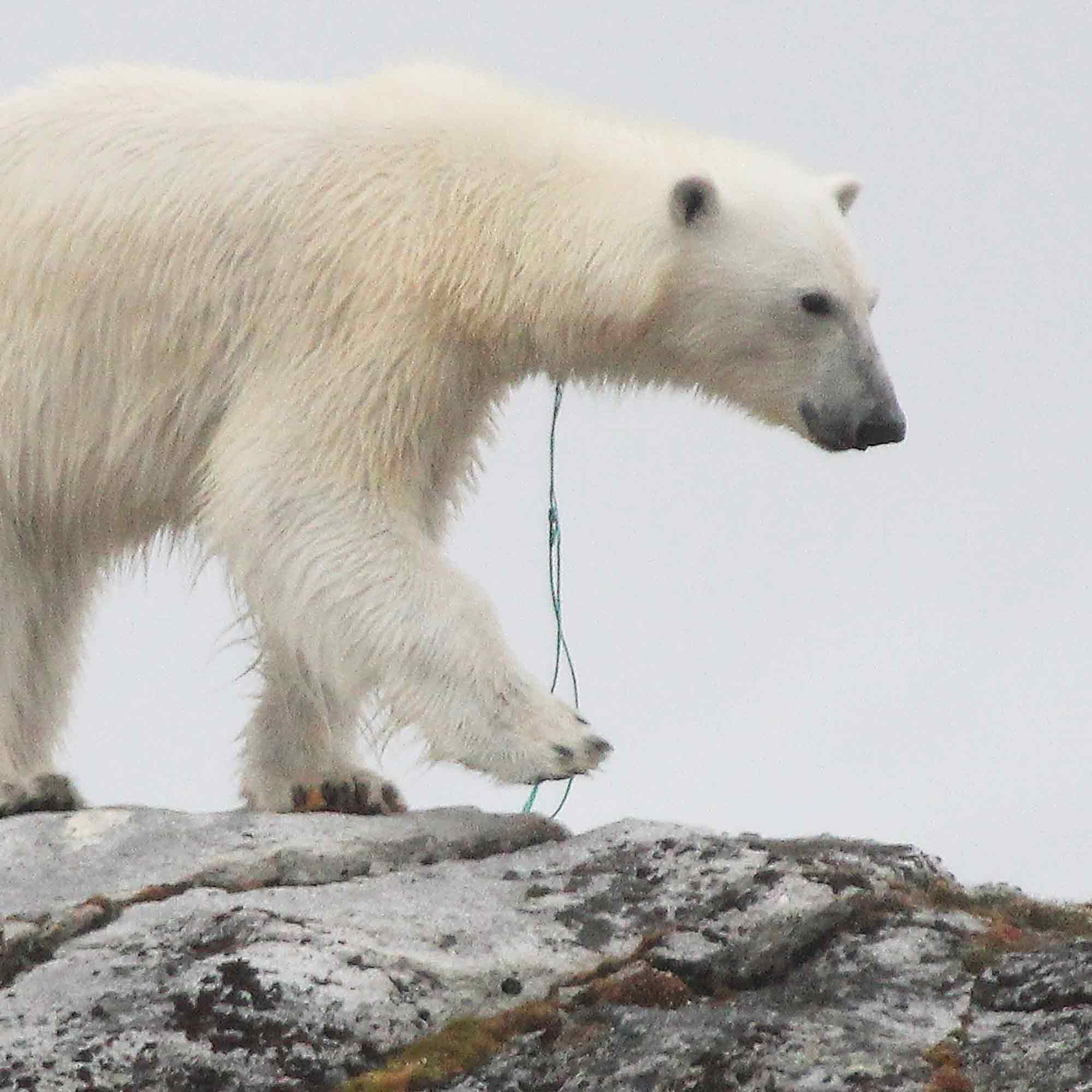 Volkshochschule Bad Salzuflen: Eisbär im Fischernetz – Vortrag über Plastik im Polarmeer von Erfolgsautorin Birgit Lutz, 11. März 2025