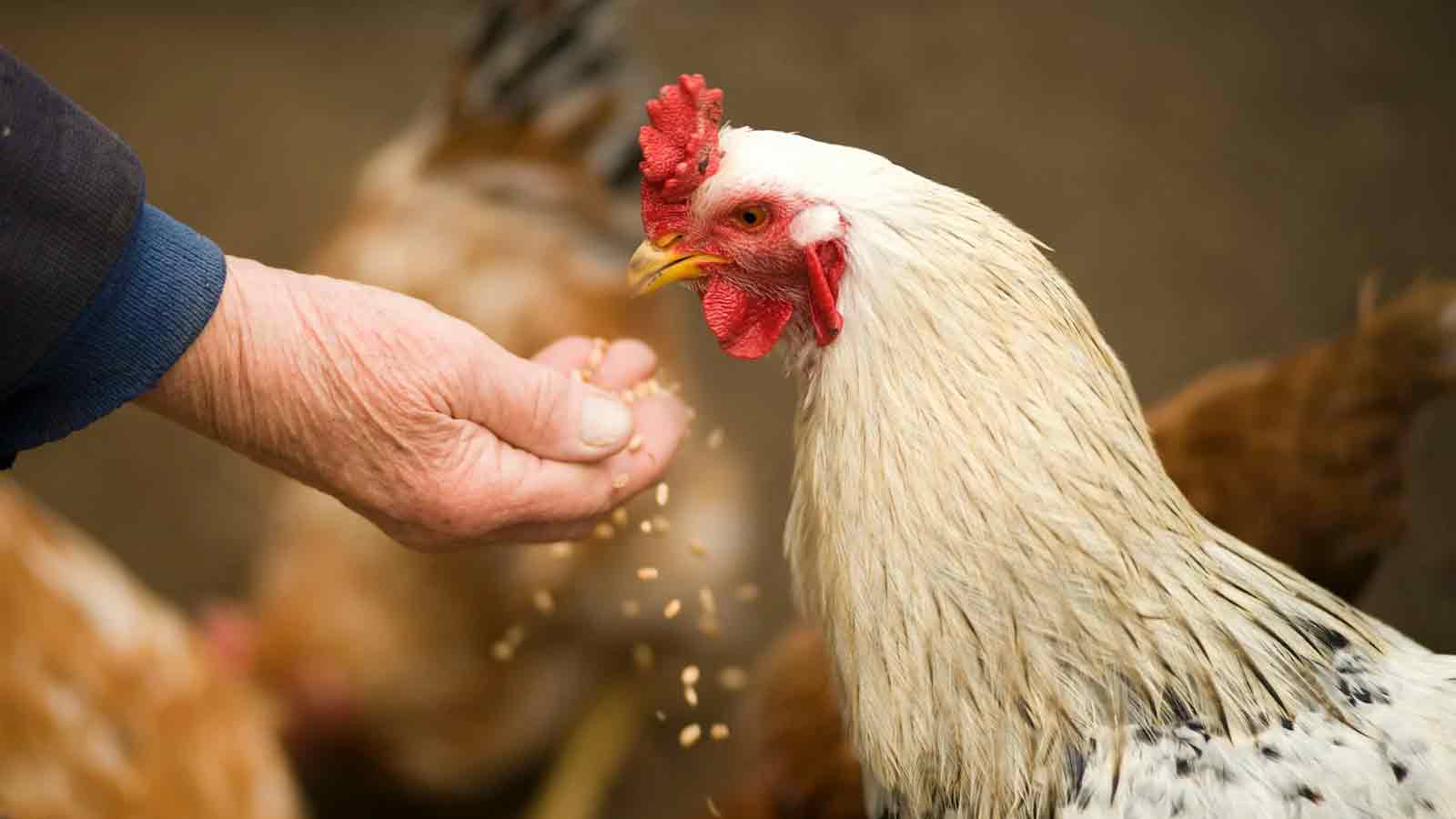 Landwirtschaftskammer Nordrhein Westfalen: Frühjahrsarbeiten auf dem Acker, Online Seminar »Hühner richtig halten« Landwirtschaftskammer Nordrhein Westfalen: Frühjahrsarbeiten auf dem Acker, Online Seminar »Hühner richtig halten«