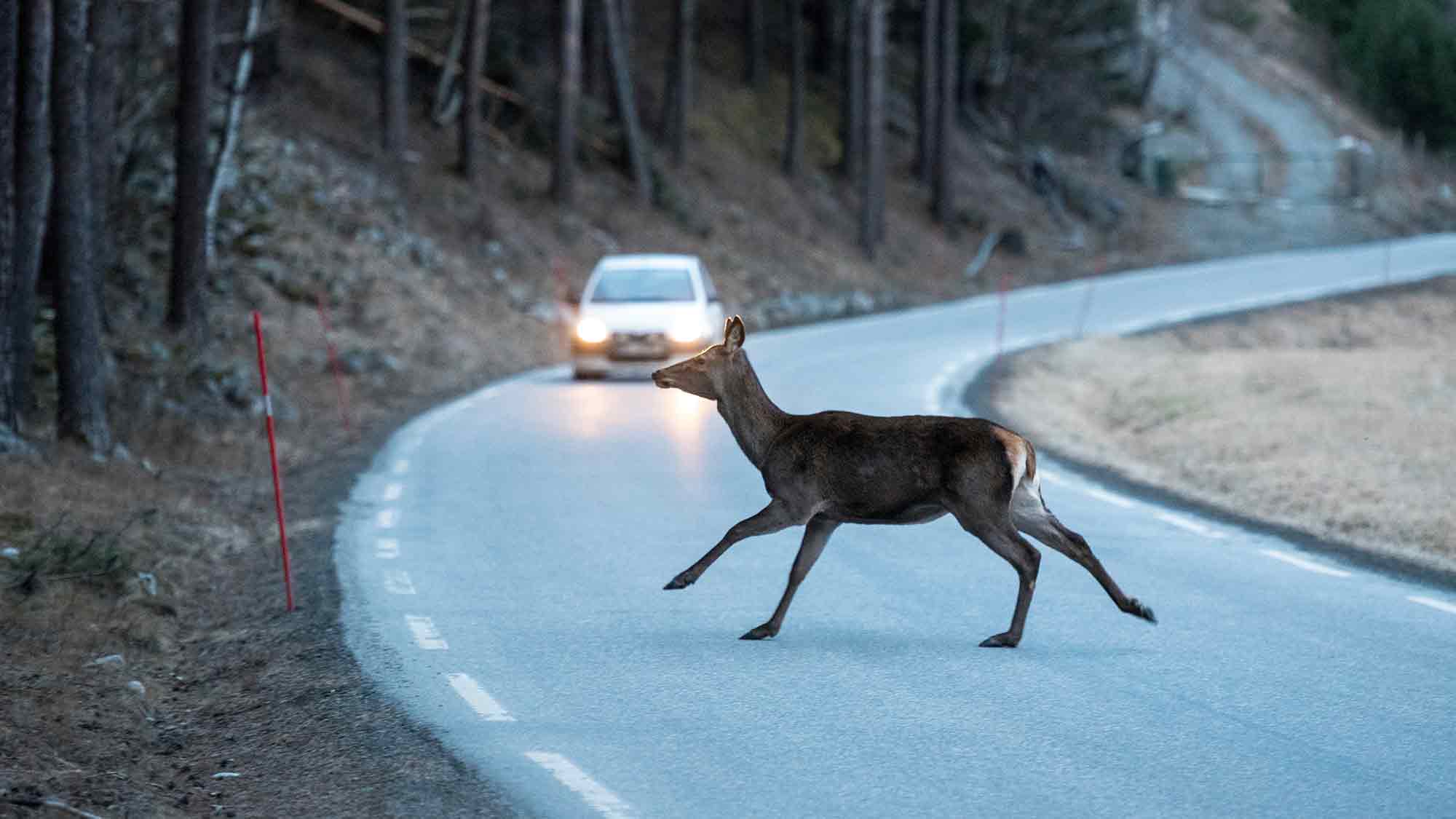 Wildunfälle vermeiden: ACV informiert über 6 wichtige Fakten für Autofahrer Wildunfälle vermeiden: ACV informiert über 6 wichtige Fakten für Autofahrer