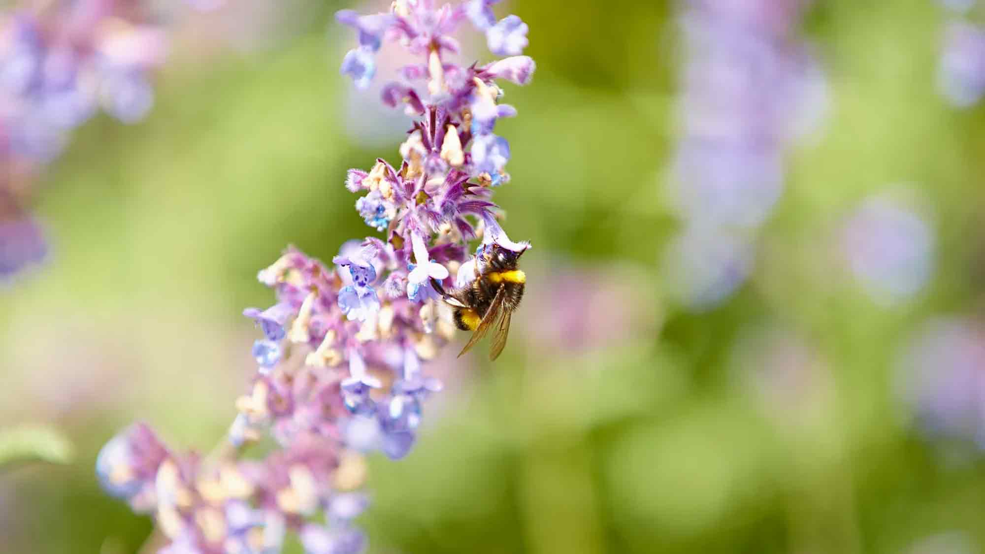 Die richtige Pflanzenauswahl für insektenfreundliche Gärten