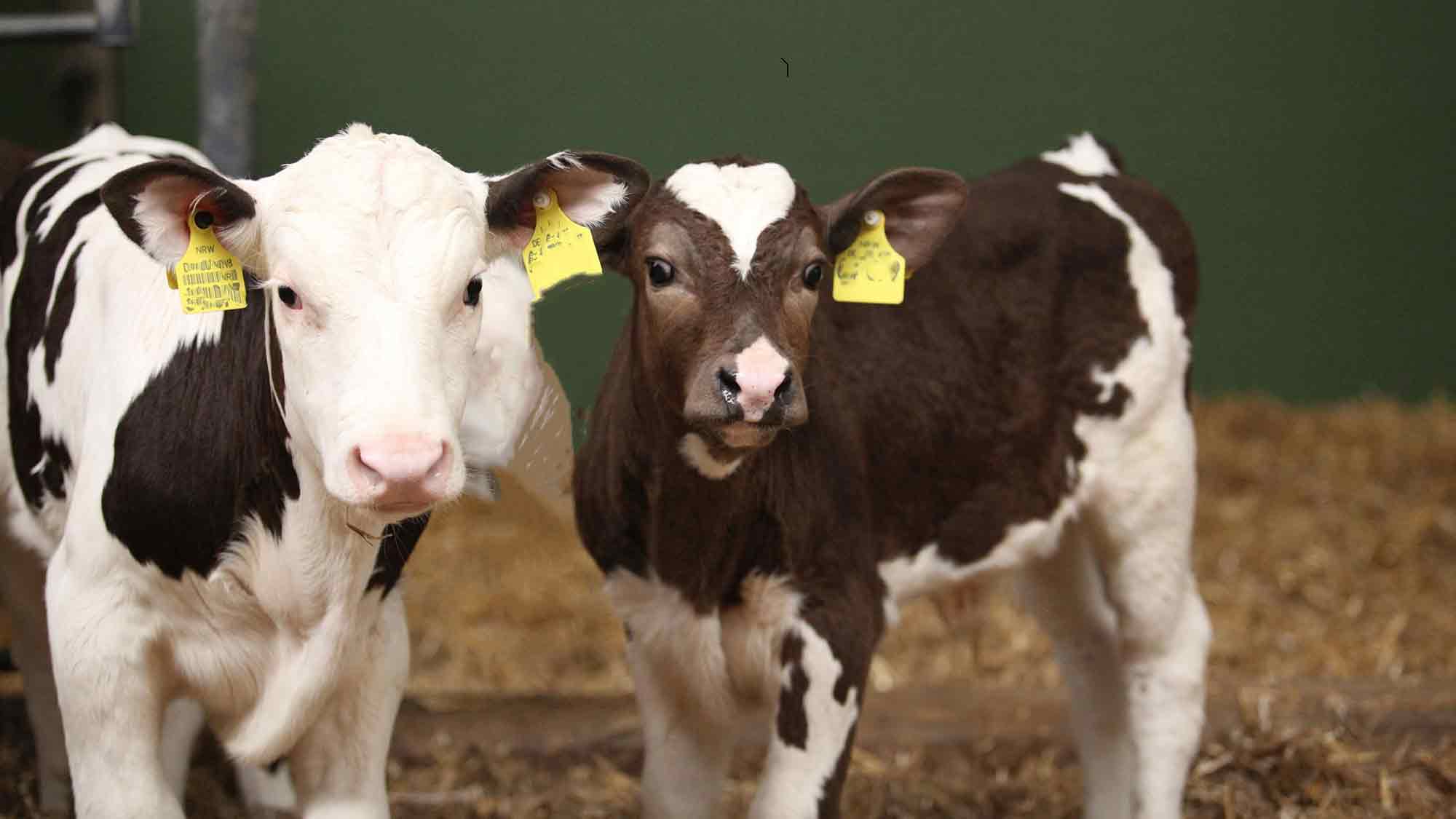 Schon mal vormerken: Hoftag am 1. Juni 2025 in Steinhagen Brockhagen mit Sternekoch Björn Freitag