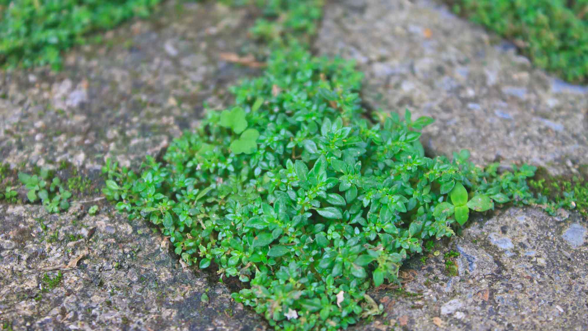 Verbraucherzentrale NRW: Von Grau zu Grün – welche Vorteile naturnahe Vorgärten bieten Verbraucherzentrale NRW: Von Grau zu Grün – welche Vorteile naturnahe Vorgärten bieten