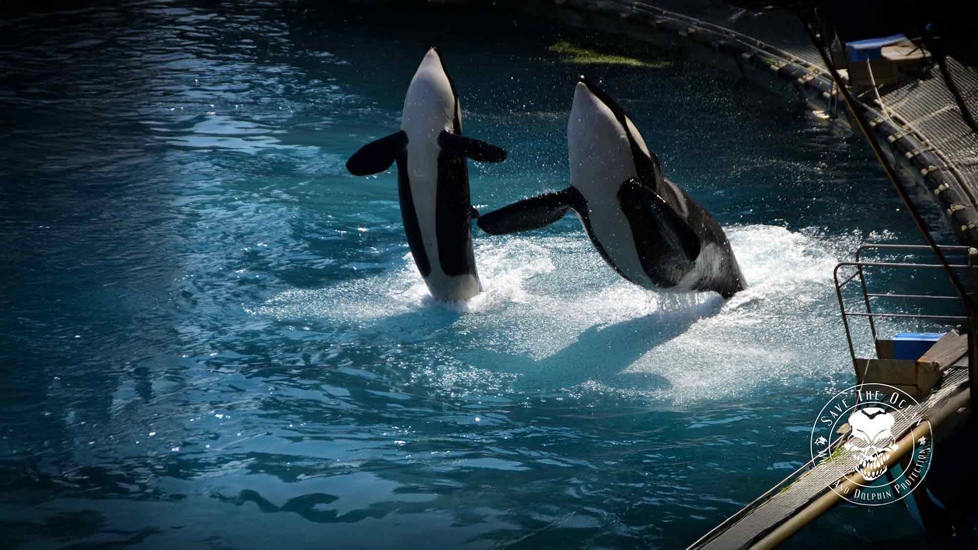 Jörn Kriebel »Save the Ocean«: Warum Spanien die 14 Wale aus dem französischen Marineland abgelehnt hat – und was der Loro Parque damit zu tun hat Jörn Kriebel »Save the Ocean«: Warum Spanien die 14 Wale aus dem französischen Marineland abgelehnt hat – und was der Loro Parque damit zu tun hat