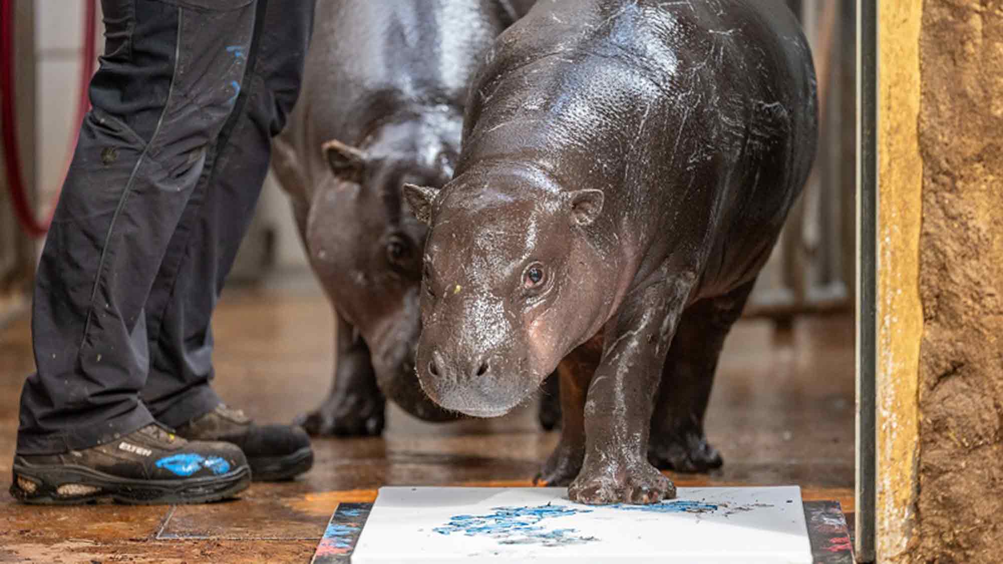 Besondere Aktion im Zoo Duisburg: Hippo Kunst für den guten Zweck Besondere Aktion im Zoo Duisburg: Hippo Kunst für den guten Zweck