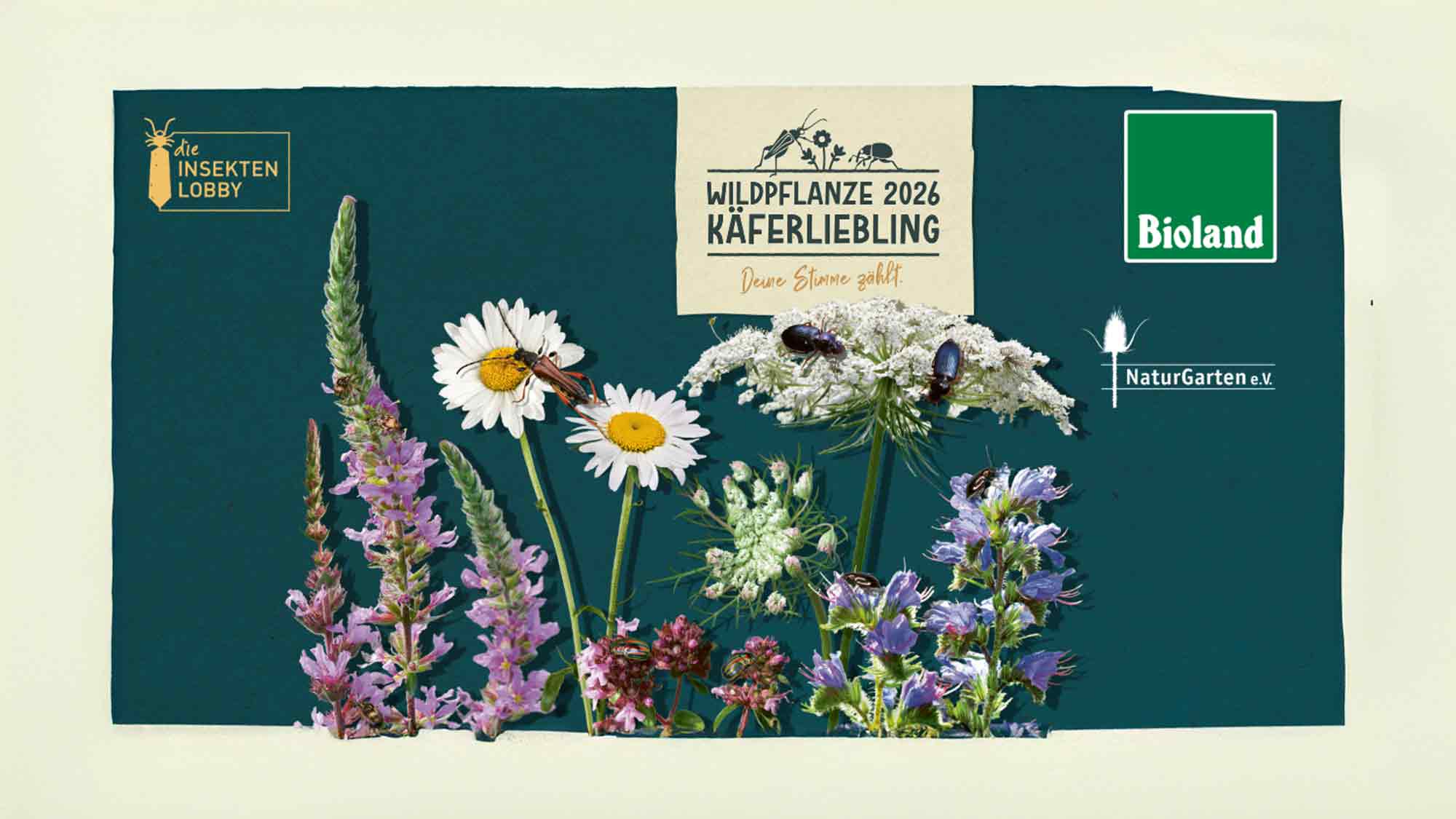 Käferlieblinge gesucht: Bioland und »NaturGarten« rufen auf zur Wahl der Wildpflanze des Jahres 2026 Käferlieblinge gesucht: Bioland und »NaturGarten« rufen auf zur Wahl der Wildpflanze des Jahres 2026