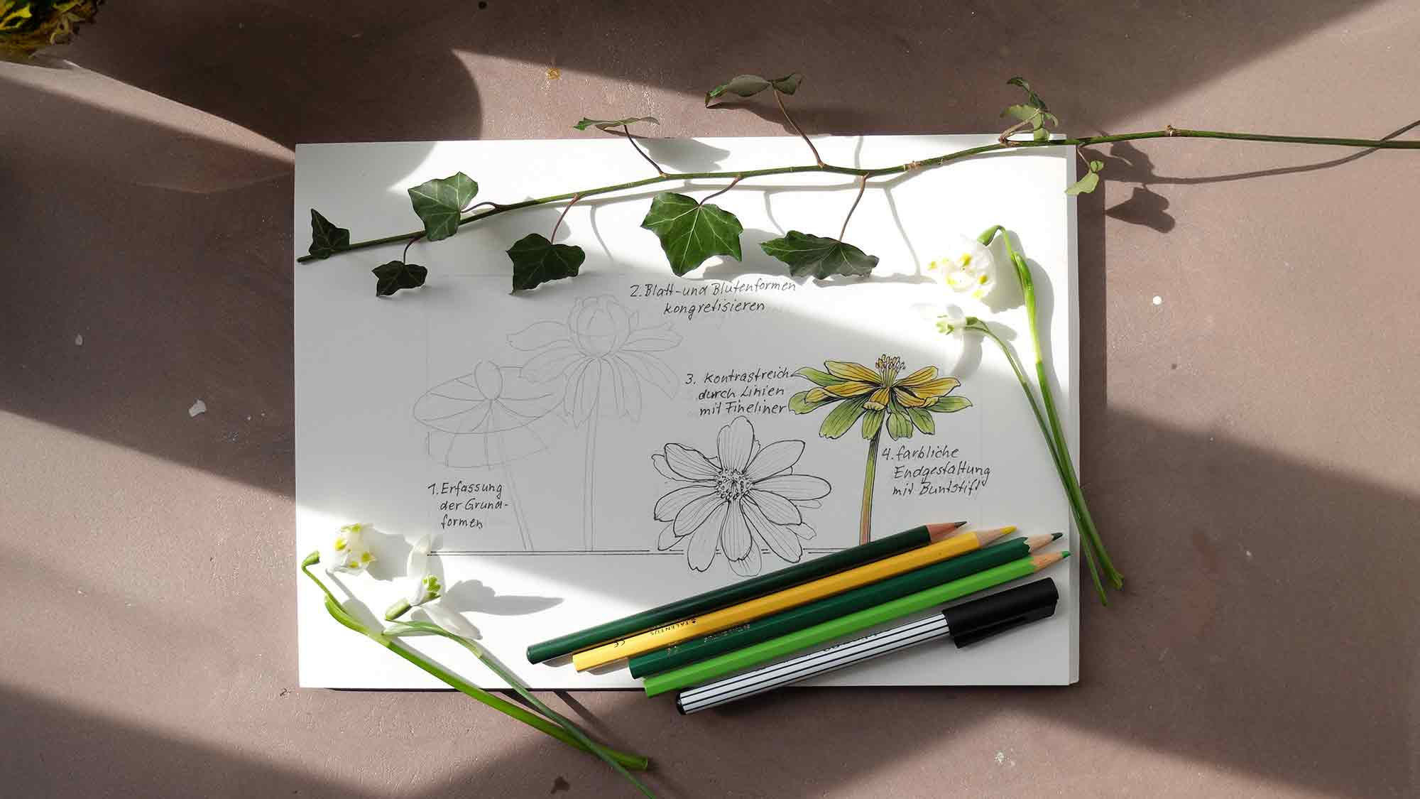 Kreativ in den Feierabend: Von der Pflanze zum Dekor – Zeichenworkshop im Museum Schloss Fürstenberg, 21. Mai 2025