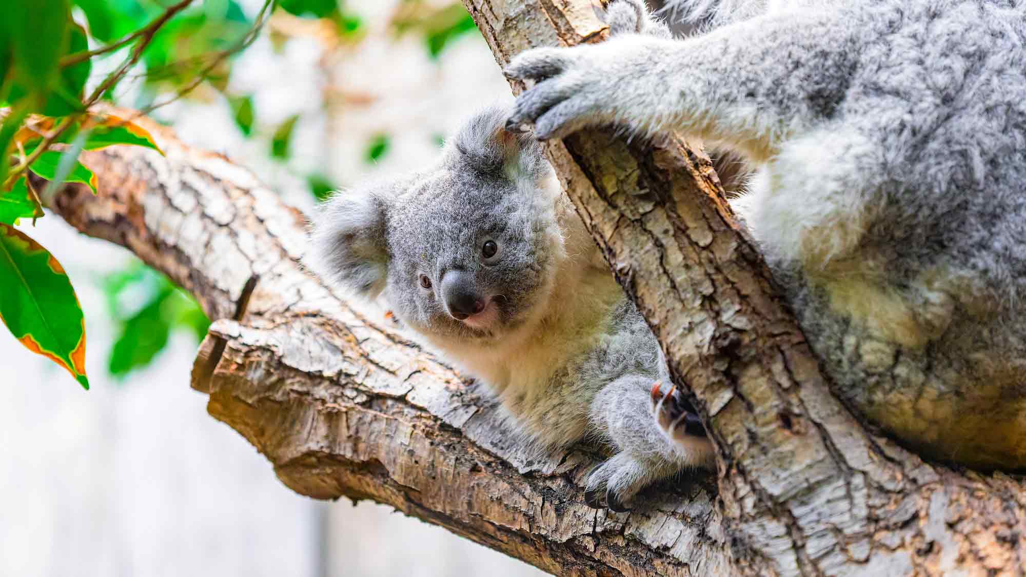 Zoo Duisburg: Besondere Themenführungen im Mai 2025, Juni 2025 und Juli 2025 Zoo Duisburg: Besondere Themenführungen im Mai 2025, Juni 2025 und Juli 2025