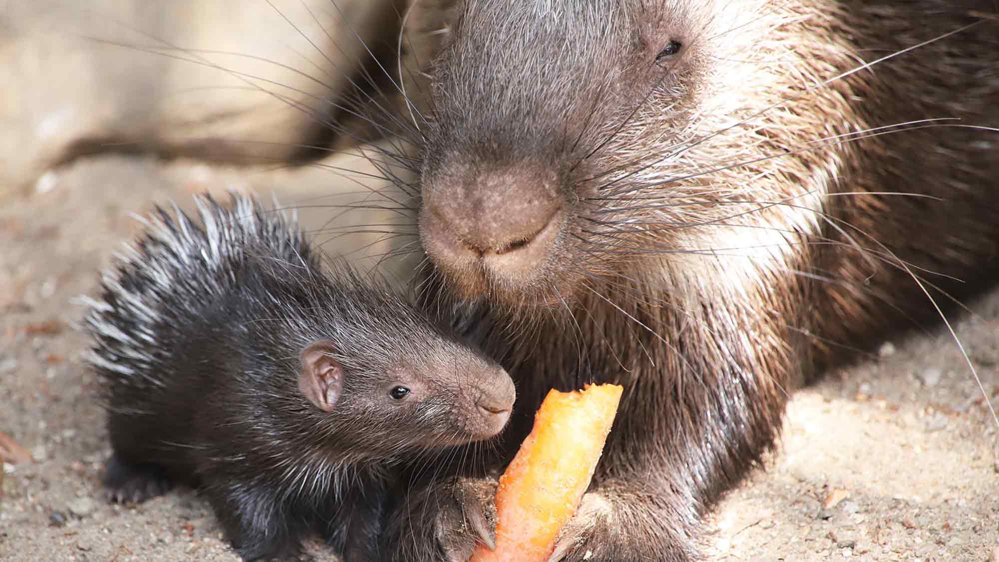 Babyglück bei Hagenbeck – seltene Nachzuchten sorgen für große Freude im Tierpark