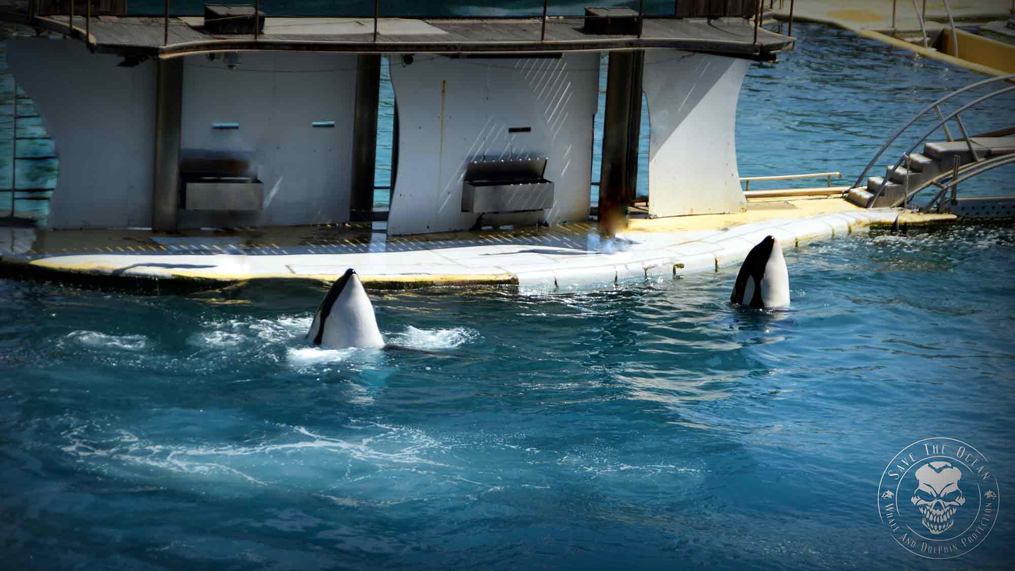 Jörn Kriebel &raquo;Save the Ocean&laquo;: &raquo;Die Zeit läuft ab&laquo; – Freizeitpark verlassen und &raquo;eingefroren in der Zeit&laquo;, wo noch lebende Orcas verrotten