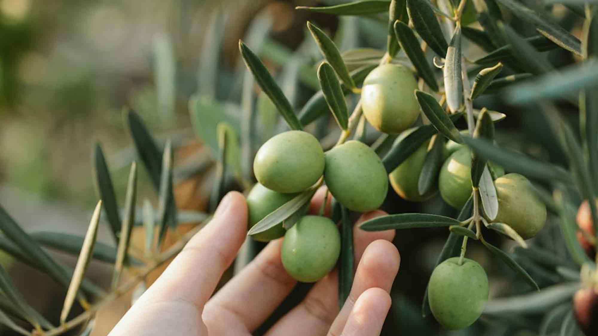 Jahreszeiten Verlag, »Der Feinschmecker«: »Olio Award 2025« – die besten Olivenöle des Jahres Jahreszeiten Verlag, »Der Feinschmecker«: »Olio Award 2025« – die besten Olivenöle des Jahres