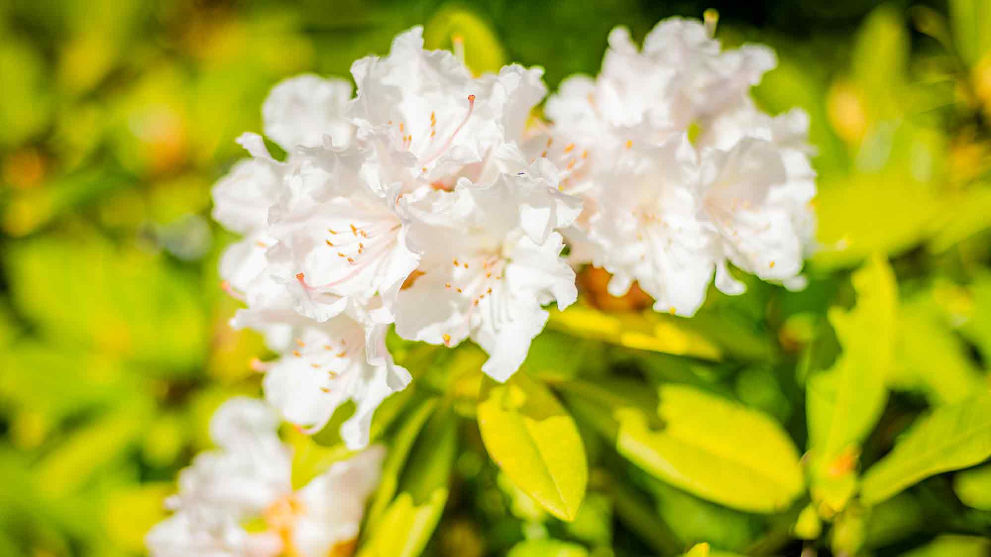 Rhododendronparkfest Graal Müritz – Frühlingszauber an der Ostseeküste, 16. bis 18. Mai 2025