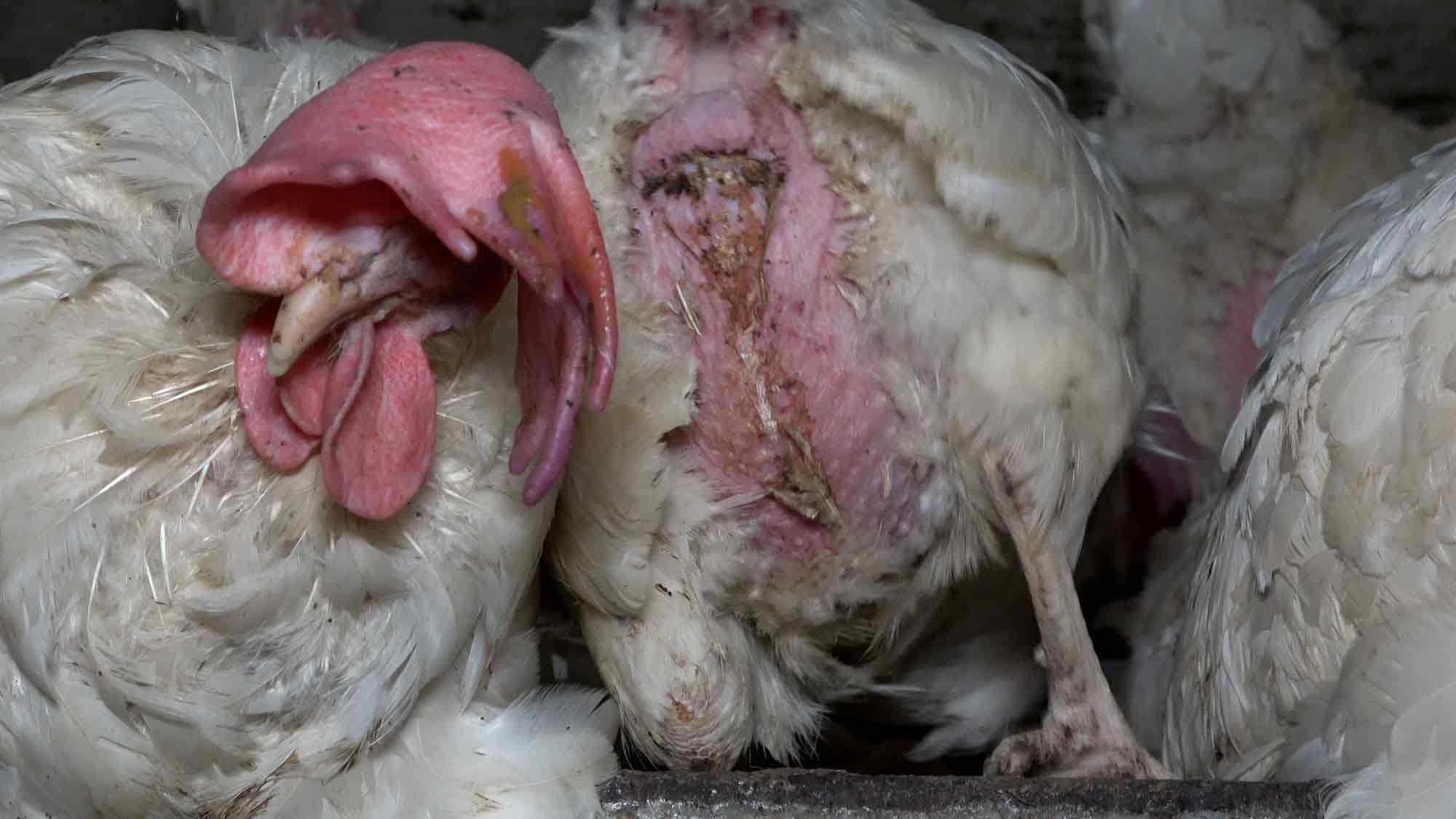 Laut Aninova quält ein Euskirchener Hühnerbetrieb Legehennen und lässt bei Skandal Schlachthof in Bayern schlachten – Aninova prüft rechtliche Schritte Laut Aninova quält ein Euskirchener Hühnerbetrieb Legehennen und lässt bei Skandal Schlachthof in Bayern schlachten – Aninova prüft rechtliche Schritte