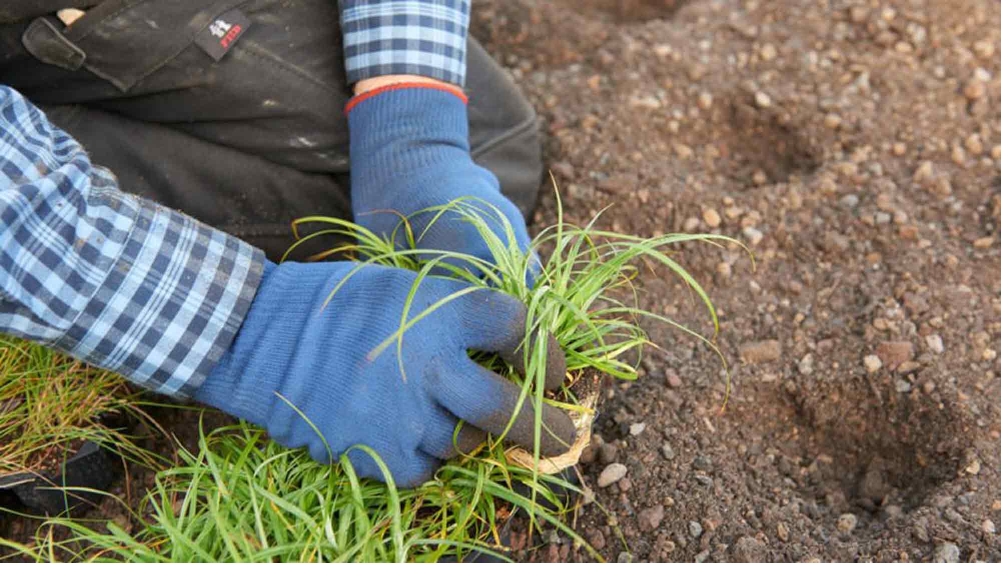 Das Dach wird zum Lebensraum – Begrünungen bieten nachhaltige Vorteile für Mensch und Natur Das Dach wird zum Lebensraum – Begrünungen bieten nachhaltige Vorteile für Mensch und Natur