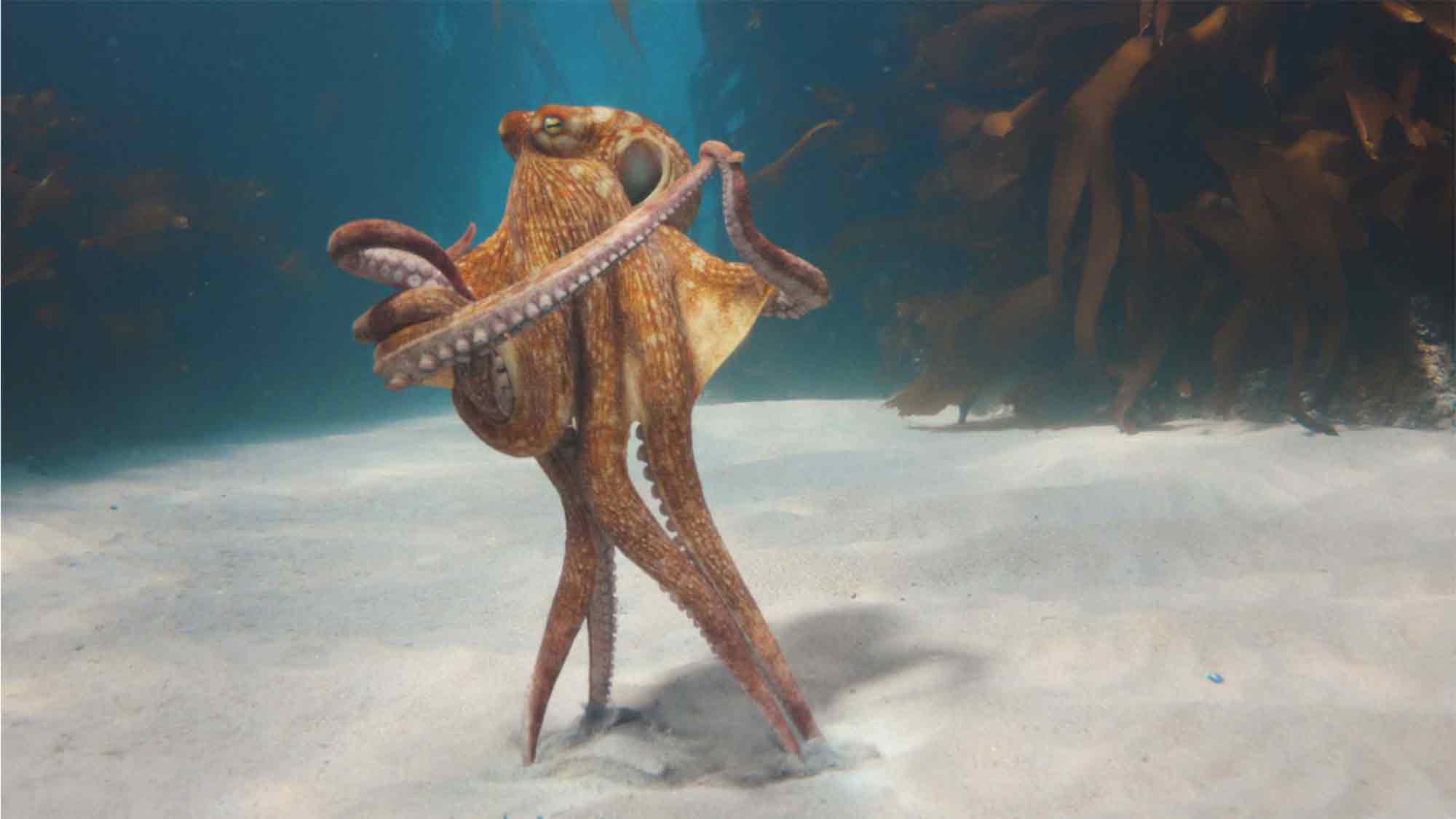 Die neue BMW Markenkampagne visualisiert die zentrale Steuereinheit &raquo;Heart of Joy&laquo; mit einem tanzenden Octopus