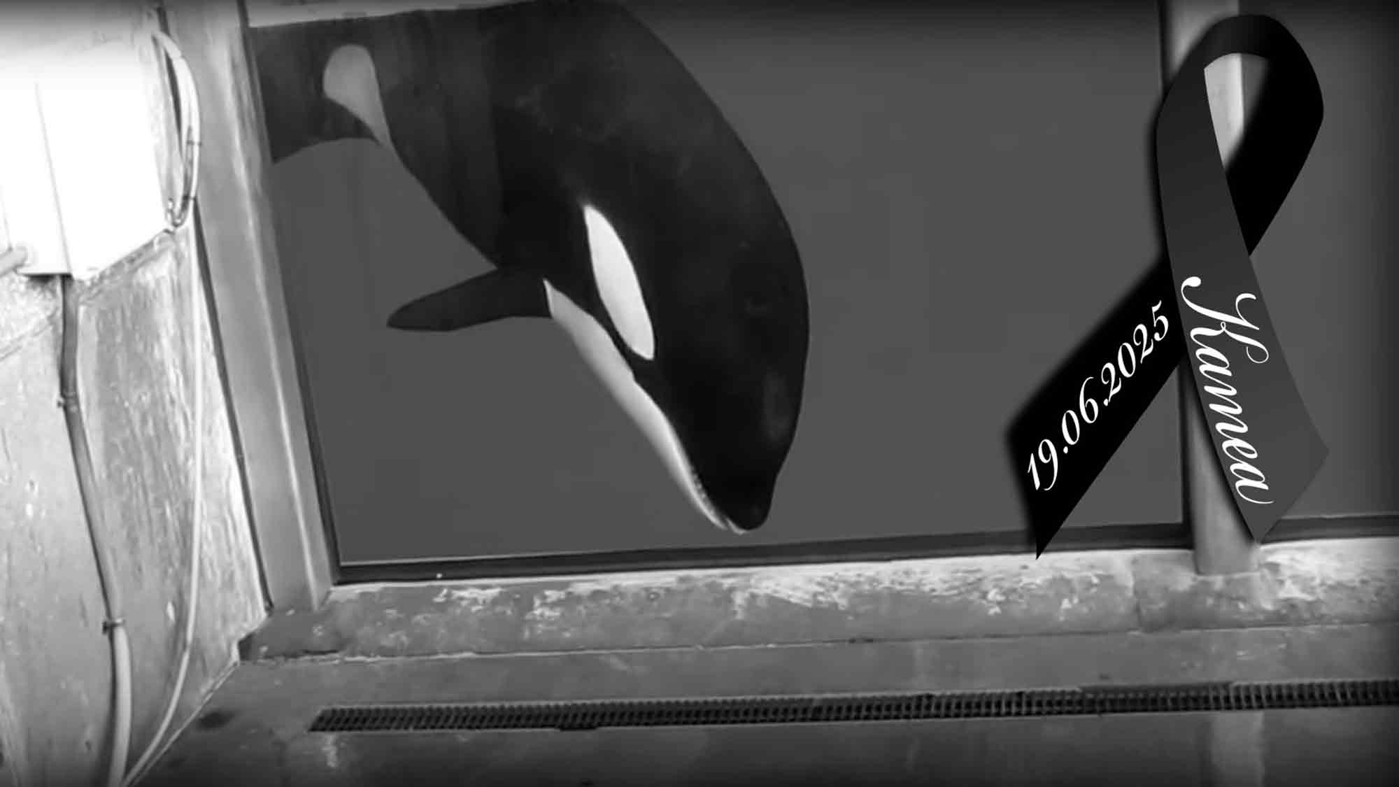 Jörn Kriebel &raquo;Save the Ocean&laquo;: Trauer und Kritik – Orca Kamea stirbt in Gefangenschaft bei &raquo;SeaWorld&laquo; San Antonio