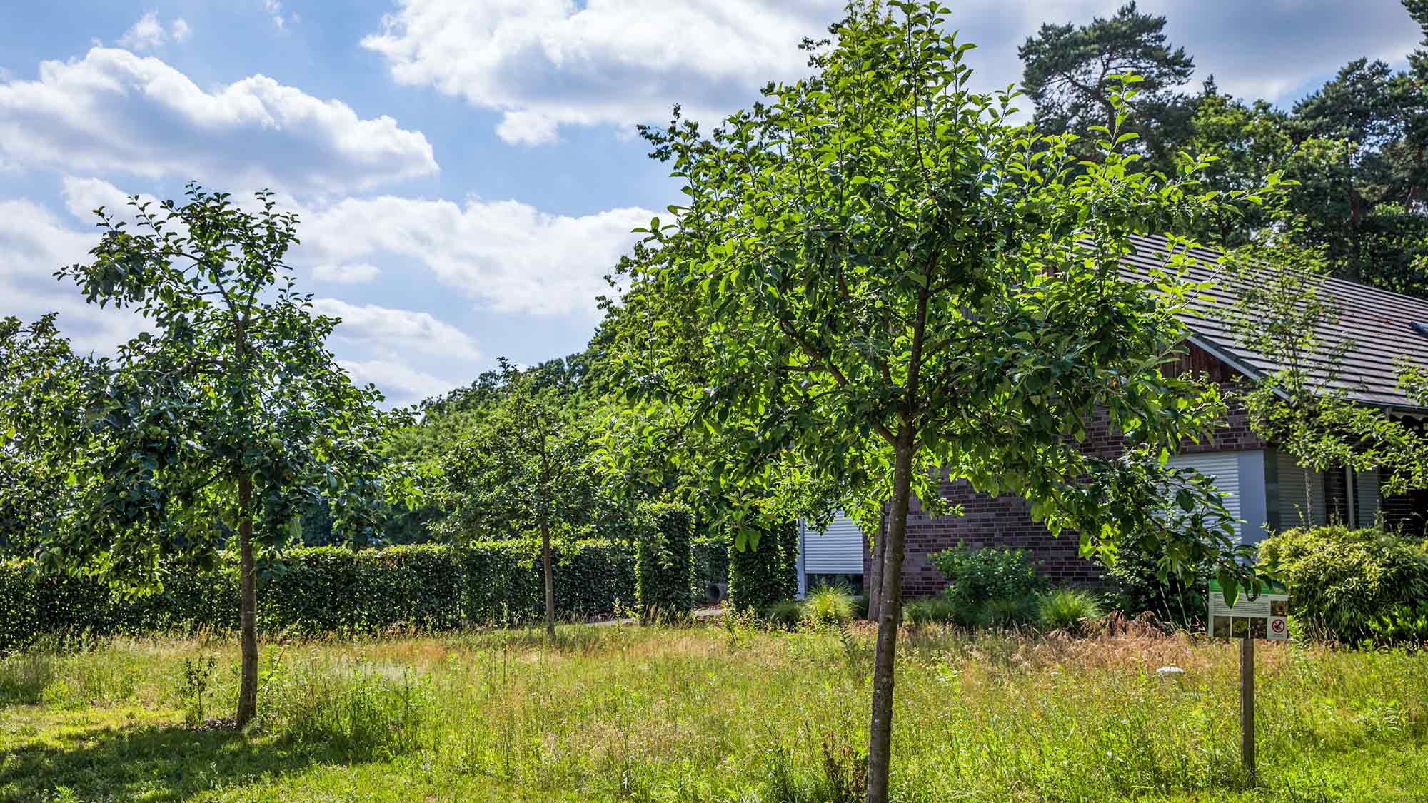 Ein Büffet für Insekten und Vögel – naturnahe Umgestaltung der Außenanlage des Hubertusheims am Moorweg Rheda Ein Büffet für Insekten und Vögel – naturnahe Umgestaltung der Außenanlage des Hubertusheims am Moorweg Rheda
