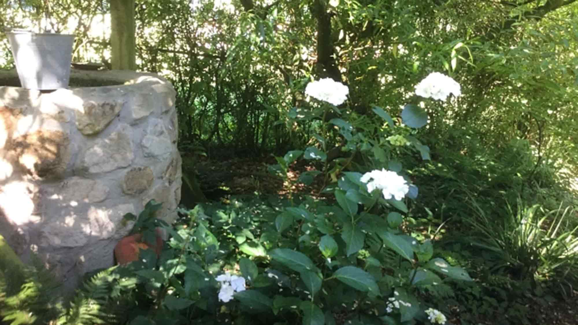 Waschmittel aus der Natur – &raquo;Meller Naturführung&laquo; am 16. August 2025 mit Karin Hilbrenner