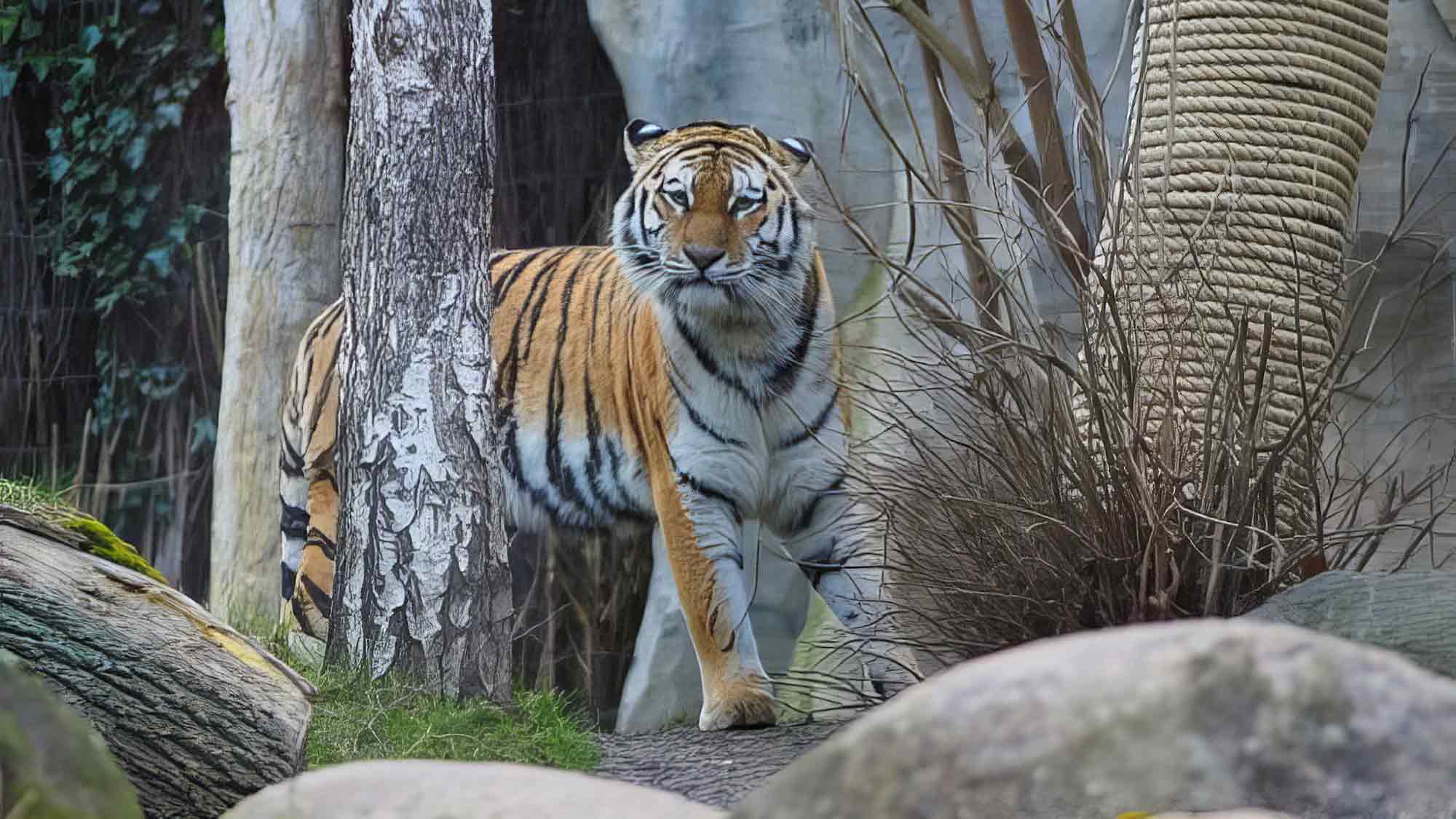 Zoo Leipzig: Traurige Nachrichten aus der Tiger Taiga – Jungtier Aufzucht nicht gelungen