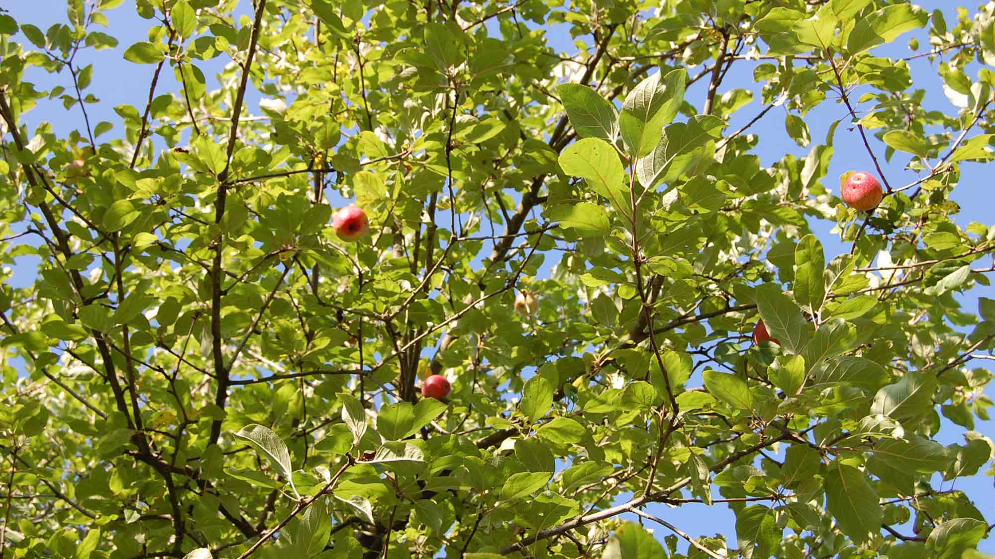 Äpfel, Birnen und Pflaumen in Herzebrock Clarholz – Obst von gemeindeeigenen Bäumen an den Straßen darf gepflückt werden Äpfel, Birnen und Pflaumen in Herzebrock Clarholz – Obst von gemeindeeigenen Bäumen an den Straßen darf gepflückt werden