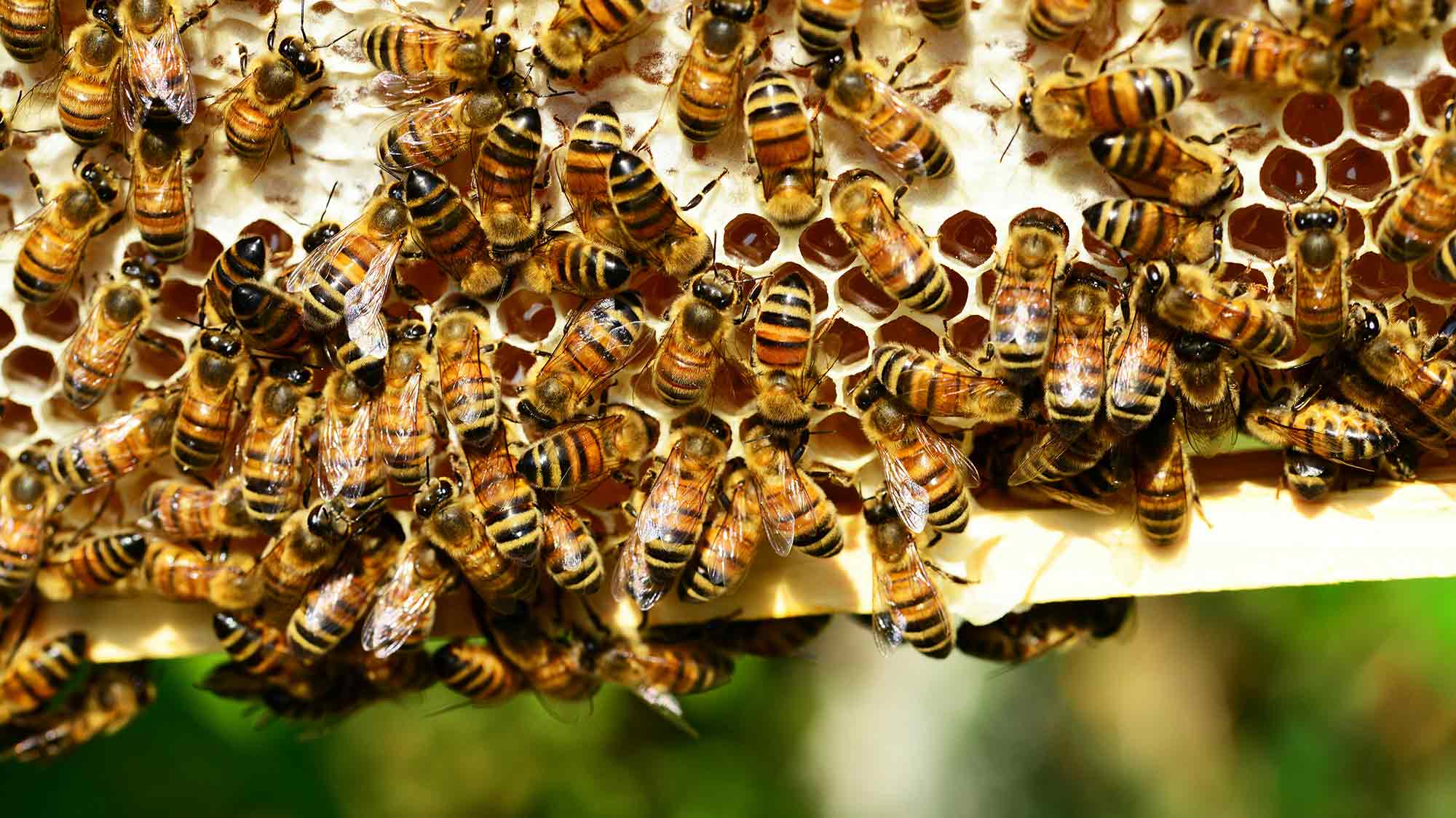 Landwirtschaftskammer Nordrhein Westfalen: 100 Jahre Bienenkunde, Honigbienen – Frühtrachternte in NRW