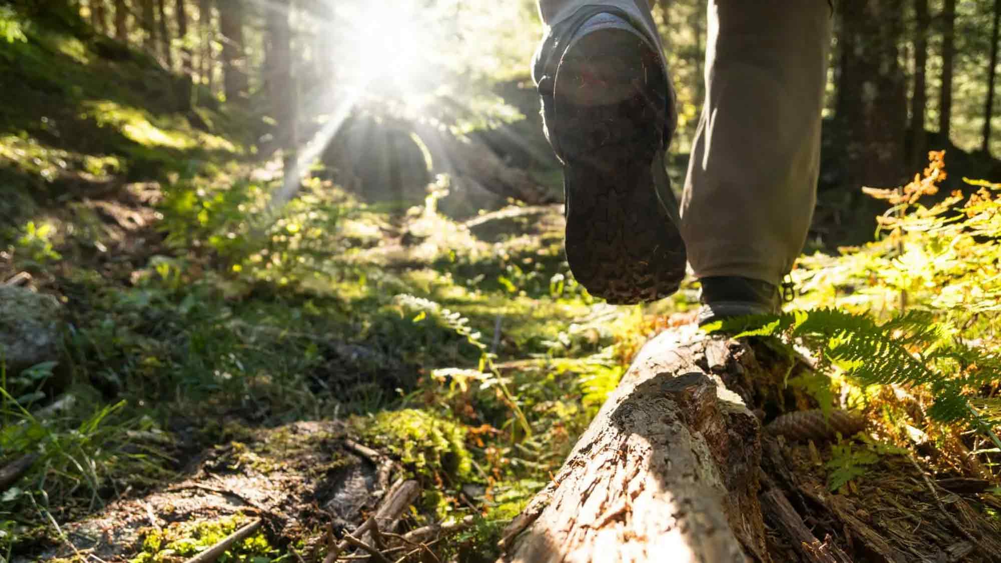 Für Körper, Geist und Seele – 7. Kongress für Waldbaden und Naturgesundheit, 12. bis 14. September 2025 Für Körper, Geist und Seele – 7. Kongress für Waldbaden und Naturgesundheit, 12. bis 14. September 2025