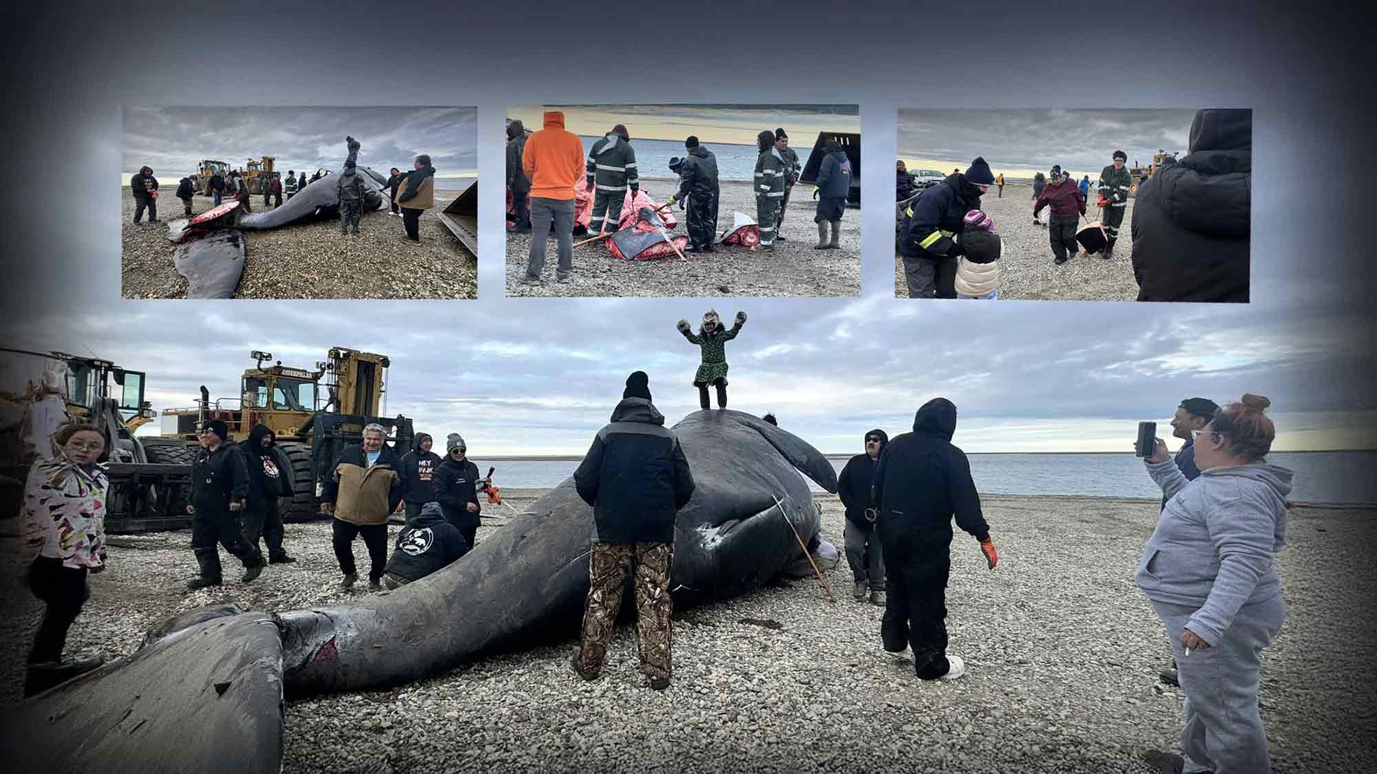 Jörn Kriebel &raquo;Save the Ocean&laquo;:  Wenn abgeschlachtete Wale und Robben zur &raquo;Hüpfburg&laquo; für Kinder werden