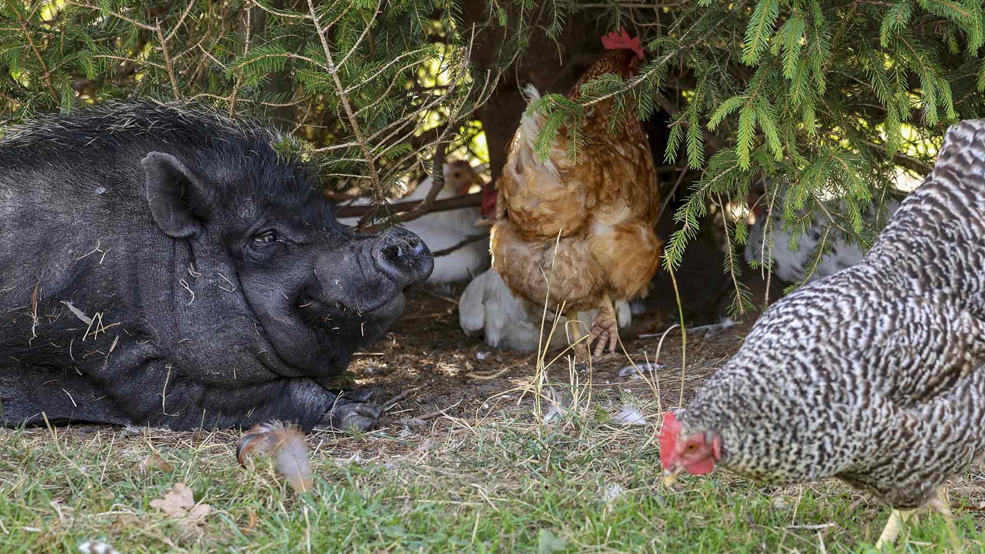 Tierschutzhof hat Geburtstag – &raquo;Achtung für Tiere&laquo; feiert Hofjubiläum