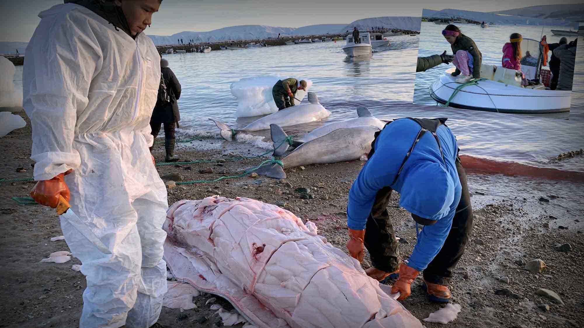 Jörn Kriebel, »Save the Ocean«, Barbarische Jagd: Mehr als 16 Belugawale in Qaanaaq getötet Jörn Kriebel, »Save the Ocean«, Barbarische Jagd: Mehr als 16 Belugawale in Qaanaaq getötet