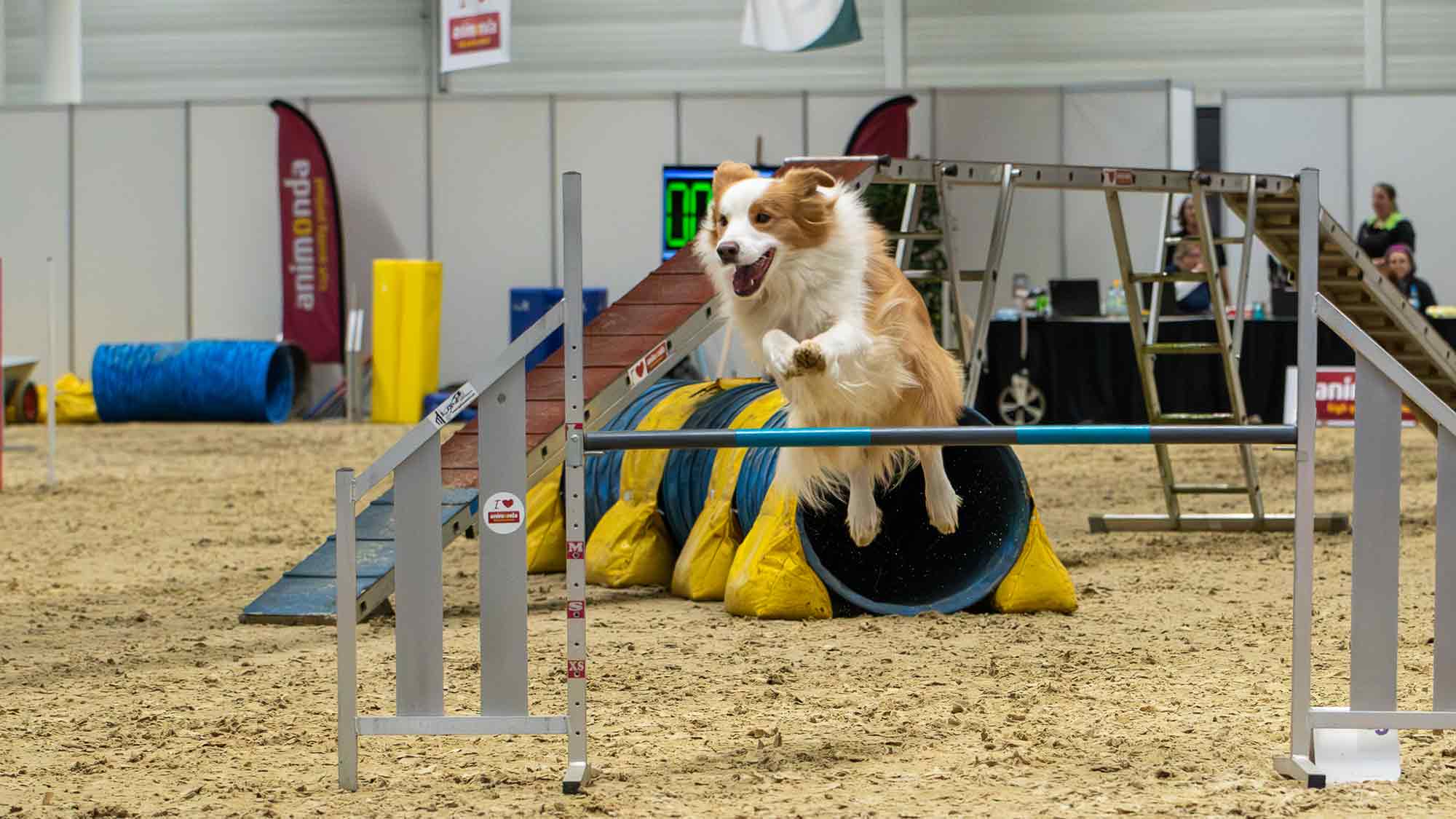 »DOGlive 2026«: Messe, Wissen, Action und Hundesport auf höchstem Niveau, 17. und 18. Januar 2026 »DOGlive 2026«: Messe, Wissen, Action und Hundesport auf höchstem Niveau, 17. und 18. Januar 2026