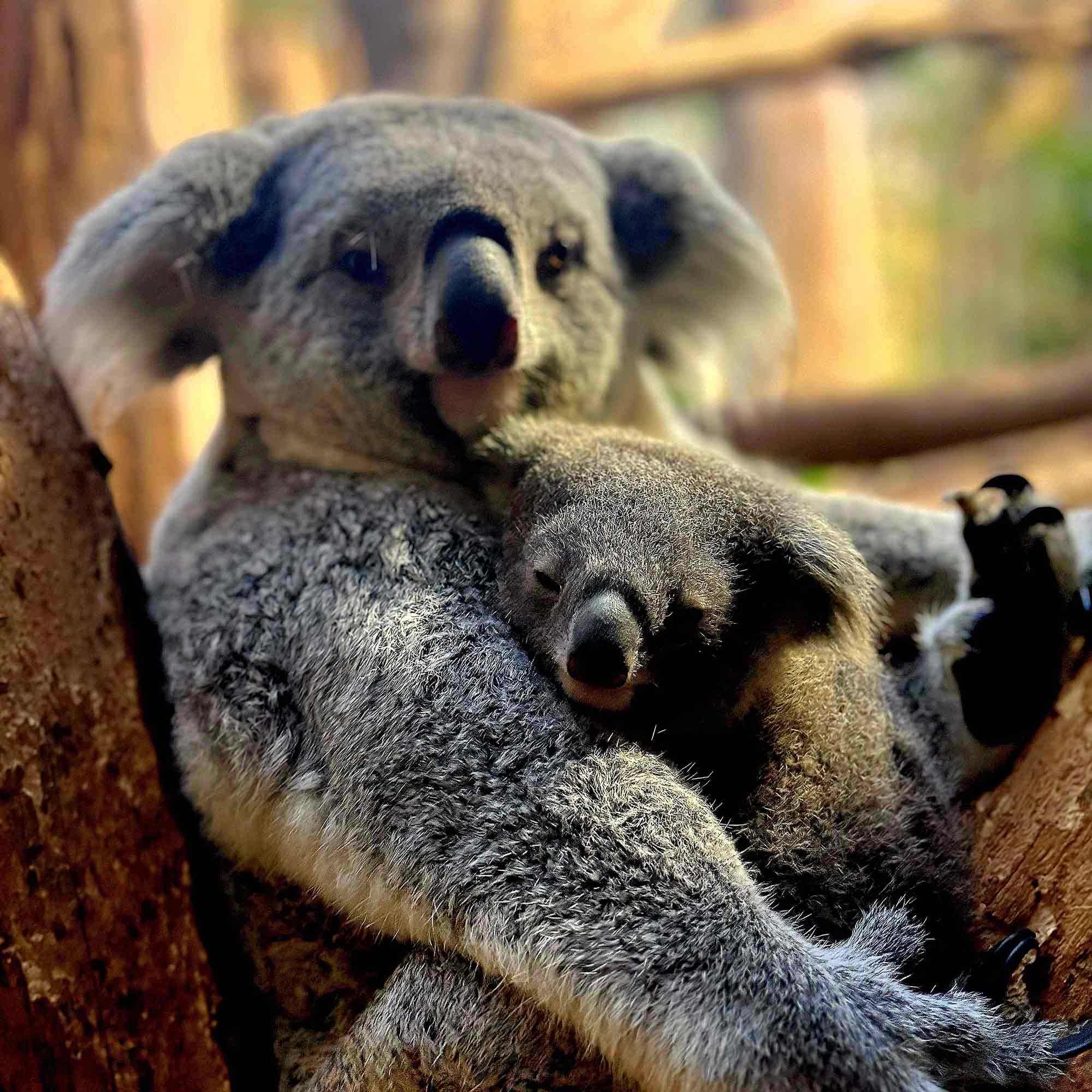 Zoo Leipzig: Namenssuche geht in die nächste Runde – Koalajungtier und Magisches Tropenleuchten erleben Zoo Leipzig: Namenssuche geht in die nächste Runde – Koalajungtier und Magisches Tropenleuchten erleben