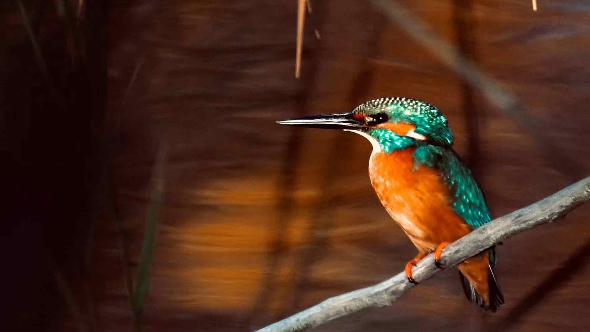 Vom Alpenstrandläufer bis zum Zaunkönig: Fotoausstellung in der Wildauer Hochschulbibliothek weckt den Frühling, 17. März bis 14. April 2026 Vom Alpenstrandläufer bis zum Zaunkönig: Fotoausstellung in der Wildauer Hochschulbibliothek weckt den Frühling, 17. März bis 14. April 2026