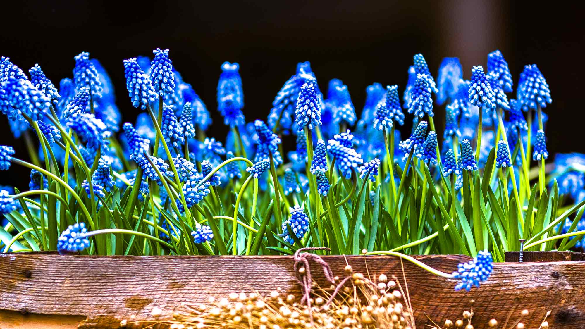 NOW Commons: »Gütersloher Frühling 2026«, Hyazinthen in der Fußgängerzone Königstraße Gütersloh NOW Commons: »Gütersloher Frühling 2026«, Hyazinthen in der Fußgängerzone Königstraße Gütersloh