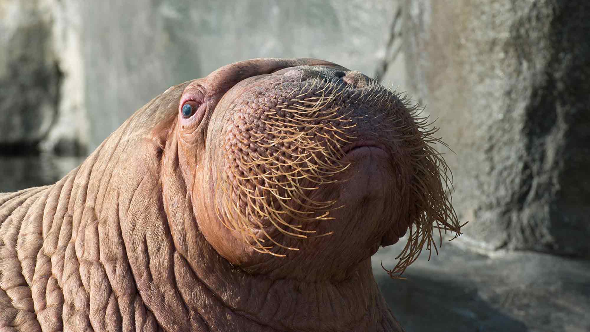 Große Trauer im Tierpark Hagenbeck: Walrossbulle Odin im hohen Alter von 30 Jahren im Eismeer gestorben Große Trauer im Tierpark Hagenbeck: Walrossbulle Odin im hohen Alter von 30 Jahren im Eismeer gestorben