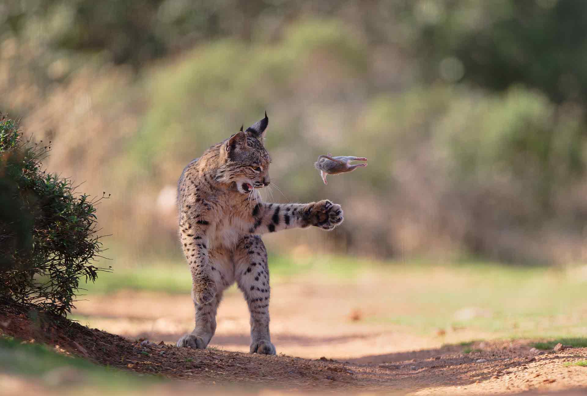 Foto eines verspielten Luchses gewinnt Publikumspreis von »Wildlife Photographer of the Year« Foto eines verspielten Luchses gewinnt Publikumspreis von »Wildlife Photographer of the Year«