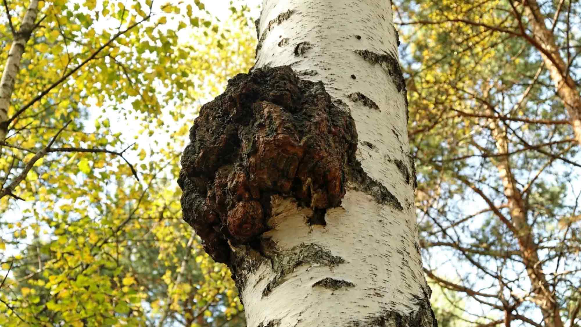 Vitalpilze im Fokus: Warum der Chaga Pilz in der modernen Gesundheitsvorsorge neu bewertet wird