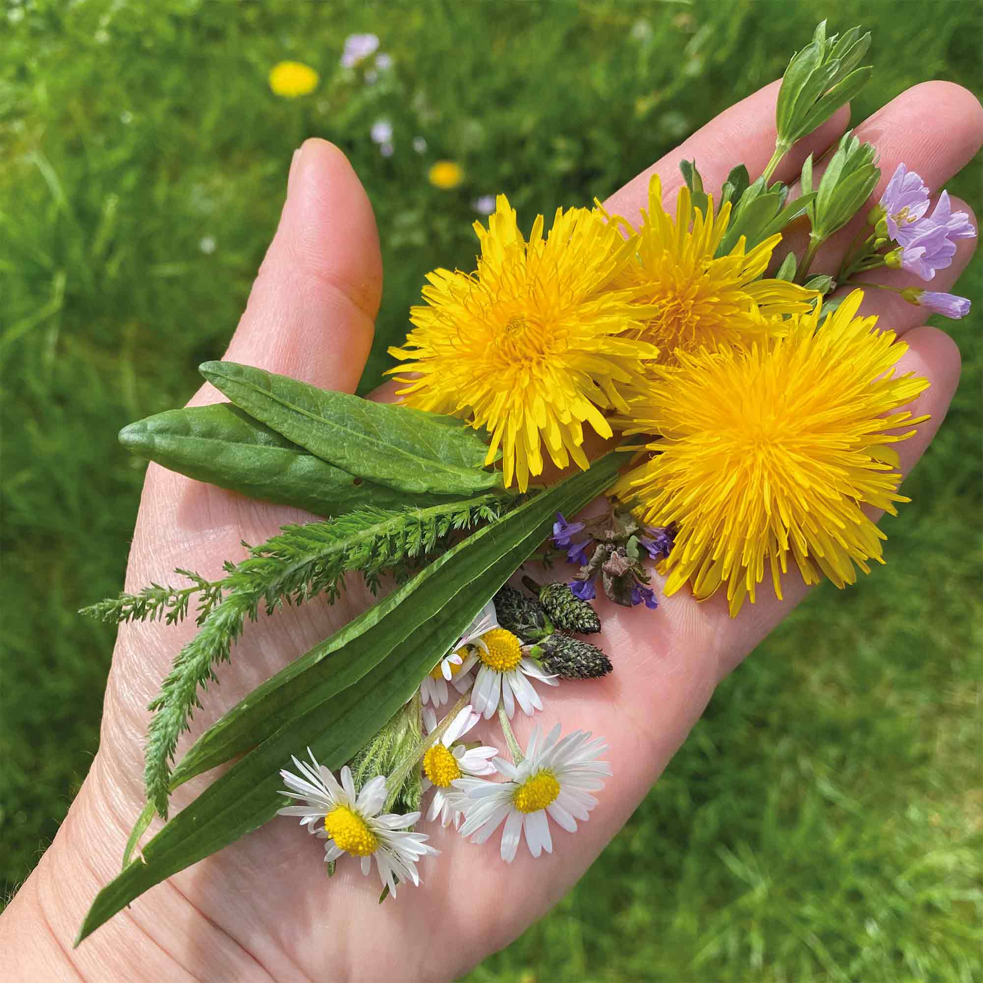 Einheimisches Superfood im Klinikpark: Führung zum Thema »Essbare Wildpflanzen«, 22. April 2026 Einheimisches Superfood im Klinikpark: Führung zum Thema »Essbare Wildpflanzen«, 22. April 2026