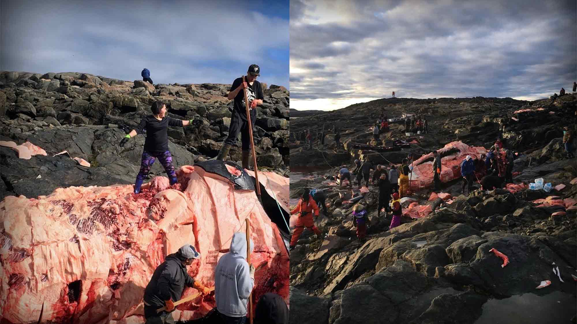 Anja Haupt »Save the Ocean«: Ein moralischer Abgrund – In Kanada, Grönland und Alaska geht die grausame Waljagd weiter Anja Haupt »Save the Ocean«: Ein moralischer Abgrund – In Kanada, Grönland und Alaska geht die grausame Waljagd weiter