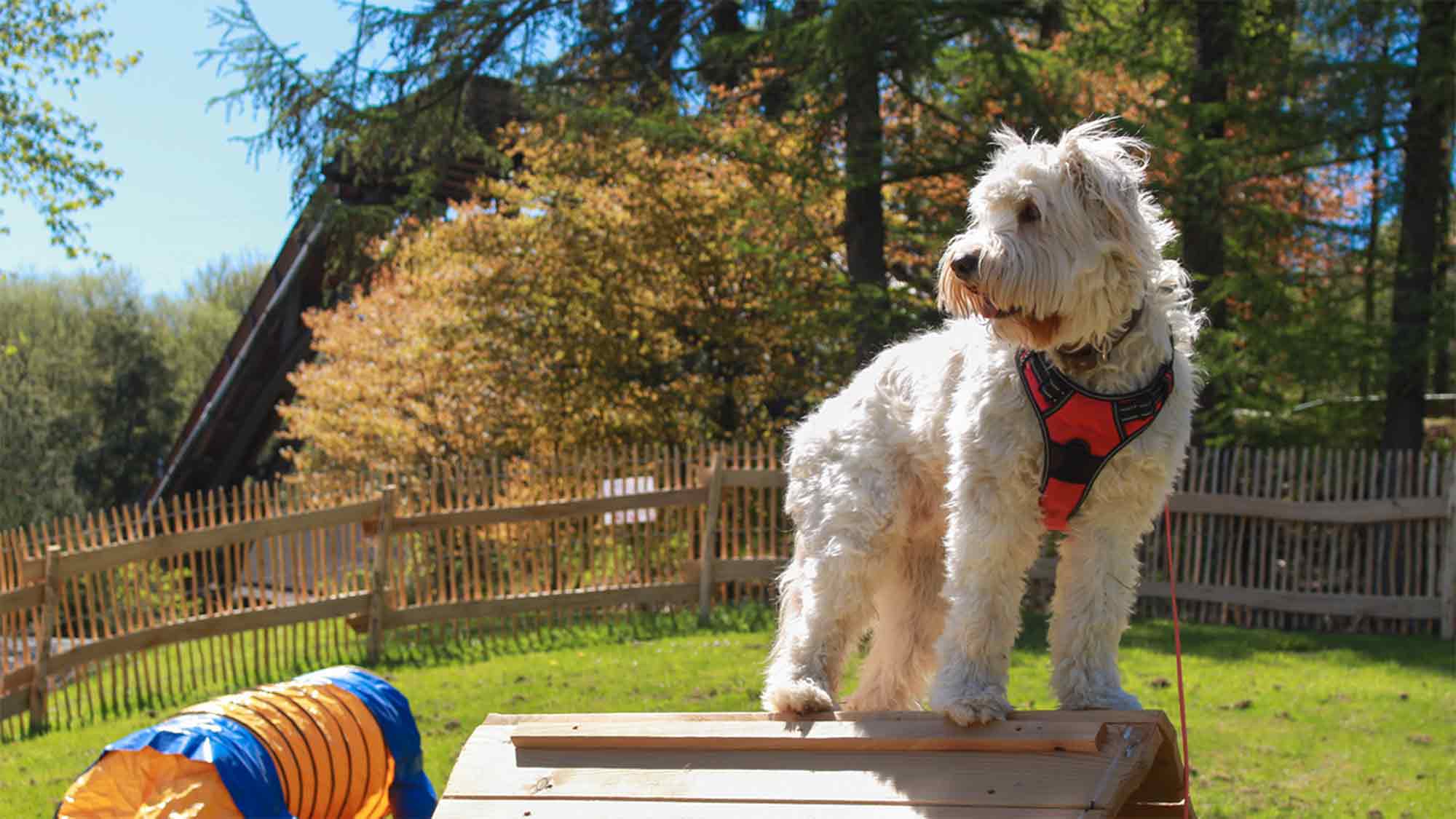 »Fort Fun« eröffnet »Speed Dog Arena« am 1. Mai 2026 – Deutschlands erster Hundespielplatz in einem Freizeitpark »Fort Fun« eröffnet »Speed Dog Arena« am 1. Mai 2026 – Deutschlands erster Hundespielplatz in einem Freizeitpark