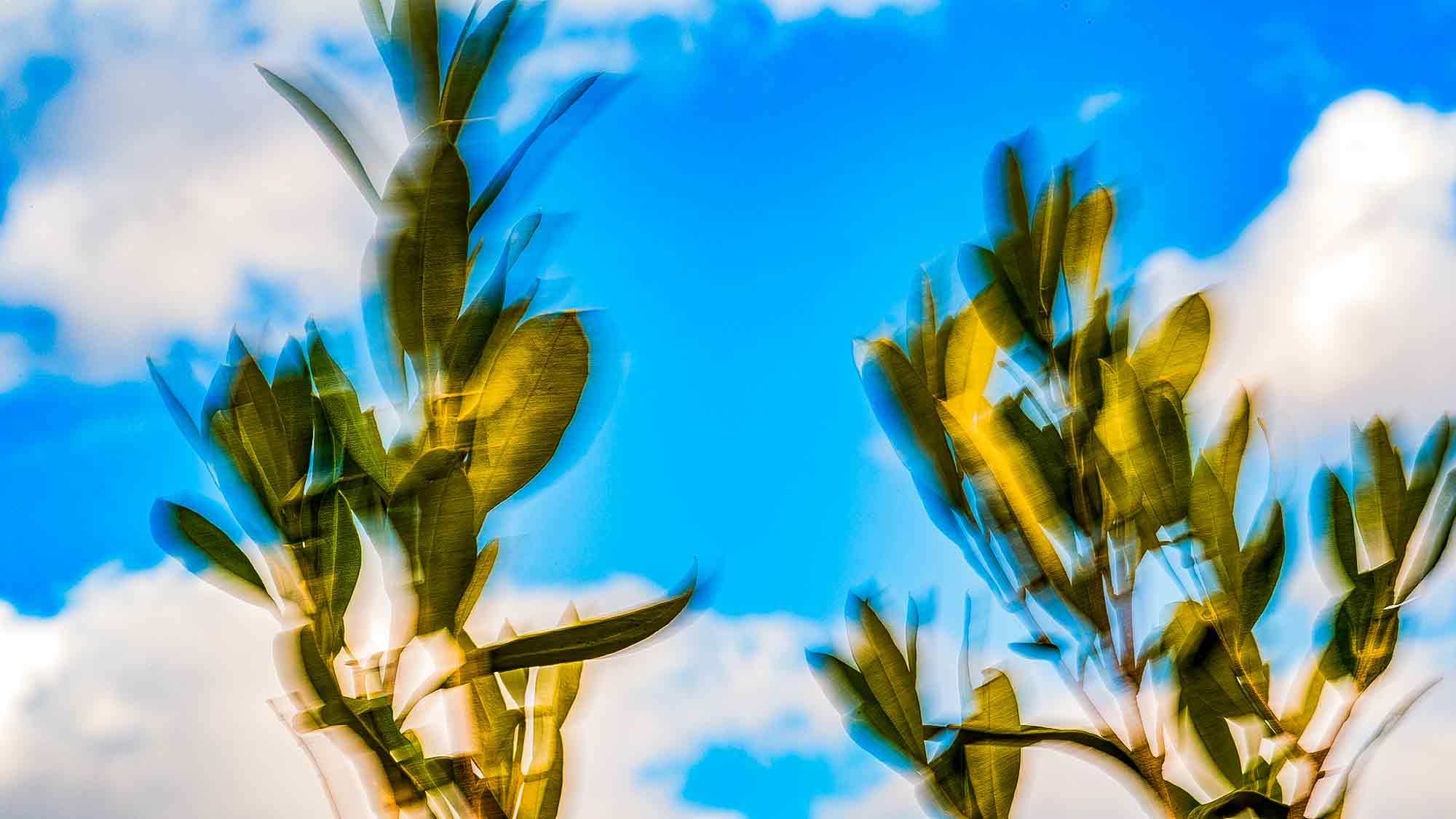 NOW Commons: Olivo al viento NOW Commons: Olivo al viento