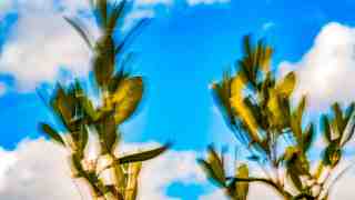 NOW Commons: Olivo al viento