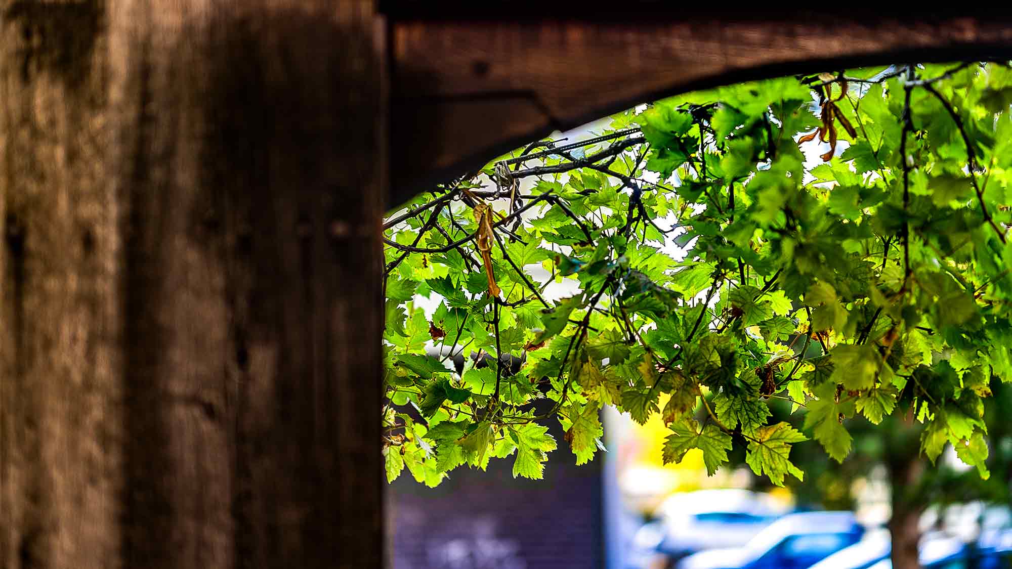 NOW Commons: Innenhof »Weinhaus Gütersloh«, Holz Torbogen und Weinranken