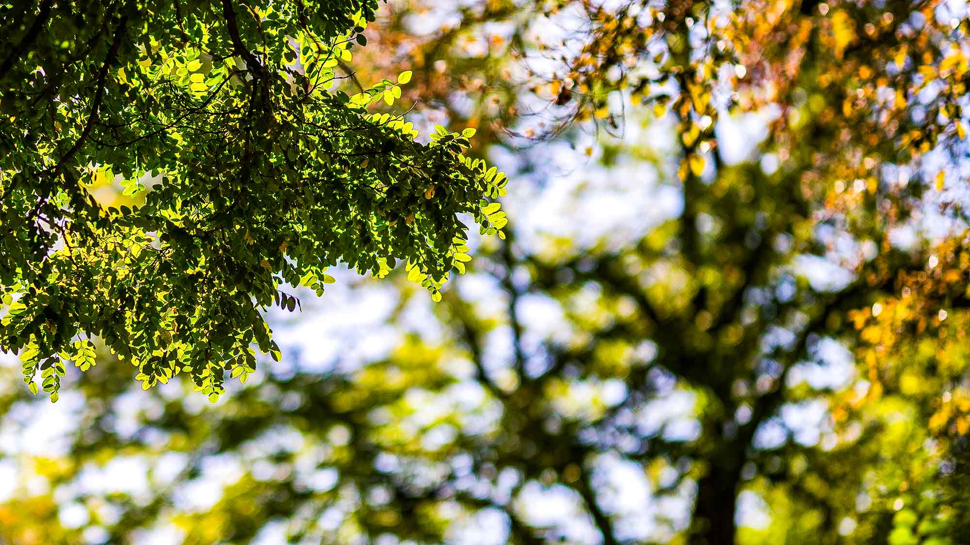 NOW Commons: Bäume in Gütersloh im Frühherbst