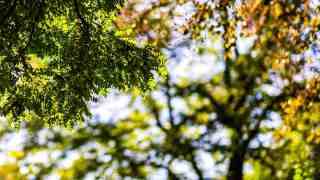 NOW Commons: Bäume in Gütersloh im Frühherbst