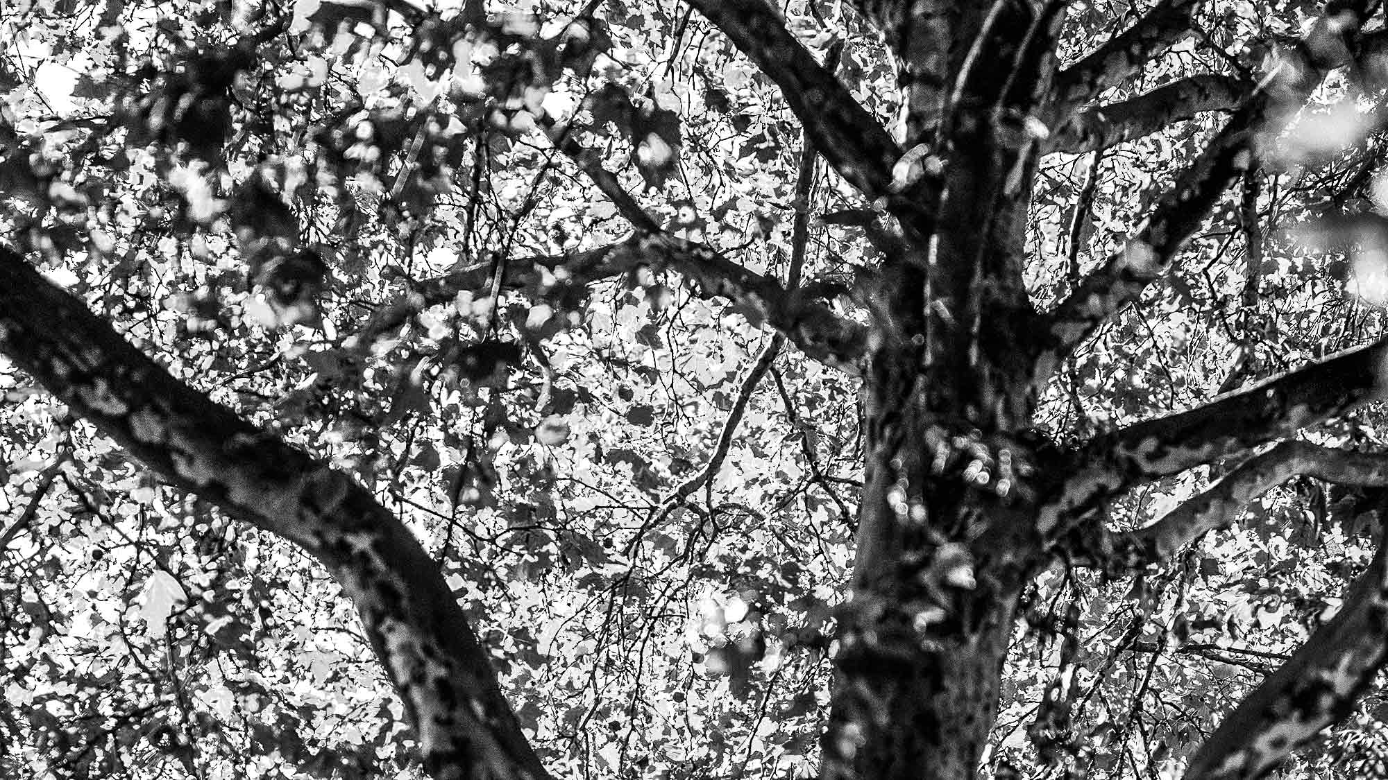 NOW Commons: Bäume in Gütersloh im Frühherbst … NOW Commons: Bäume in Gütersloh im Frühherbst …