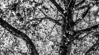 NOW Commons: Bäume in Gütersloh im Frühherbst …