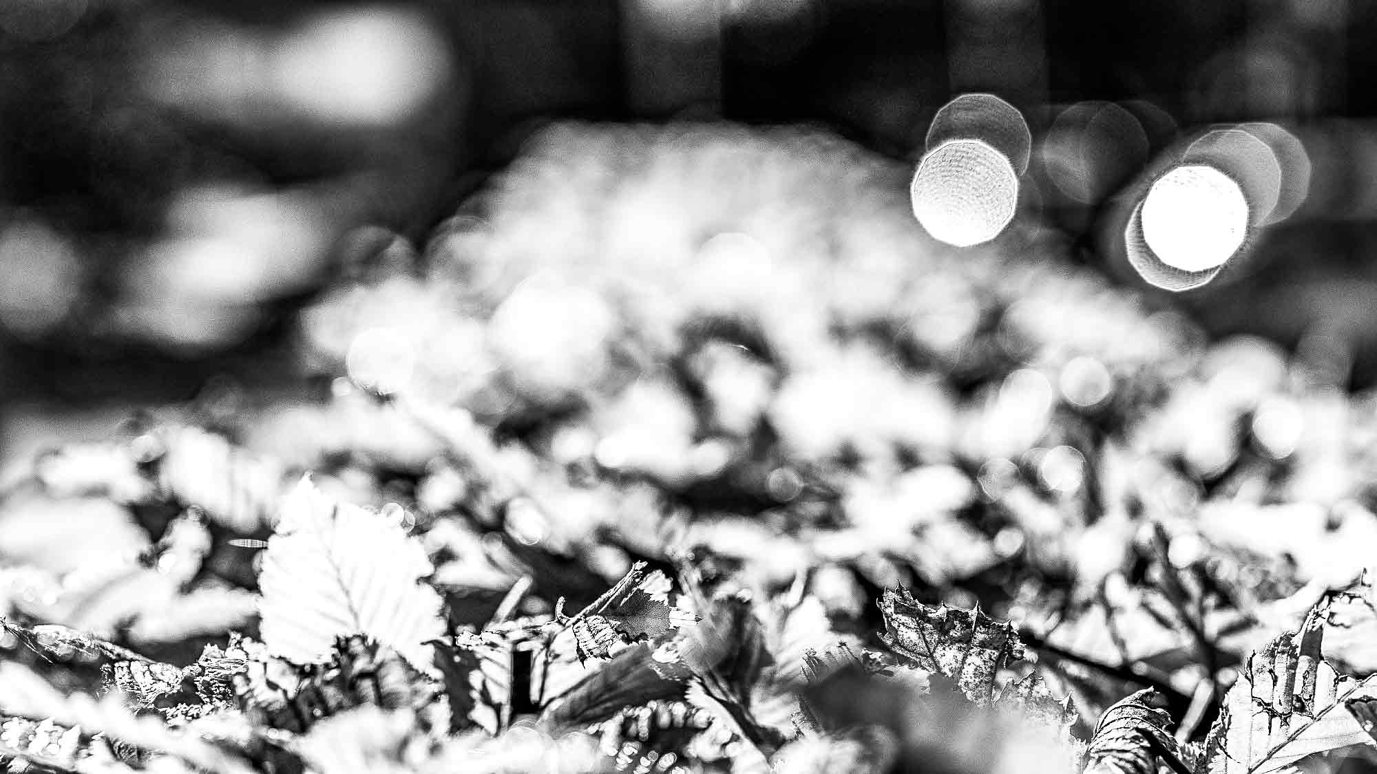 NOW Commons: Hecke in Gütersloh im Frühherbst … NOW Commons: Hecke in Gütersloh im Frühherbst …