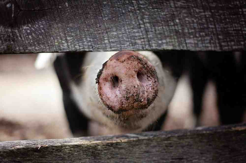 Greenpeace-Kommentar zum »Schweinegipfel«