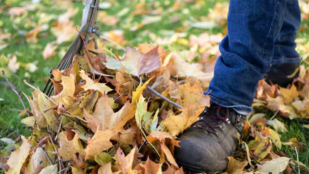 Gütersloh: Herbstlaub ist Gold wert! Verband gibt hilfreiche Tipps zum Umgang mit Laub Gütersloh: Herbstlaub ist Gold wert! Verband gibt hilfreiche Tipps zum Umgang mit Laub