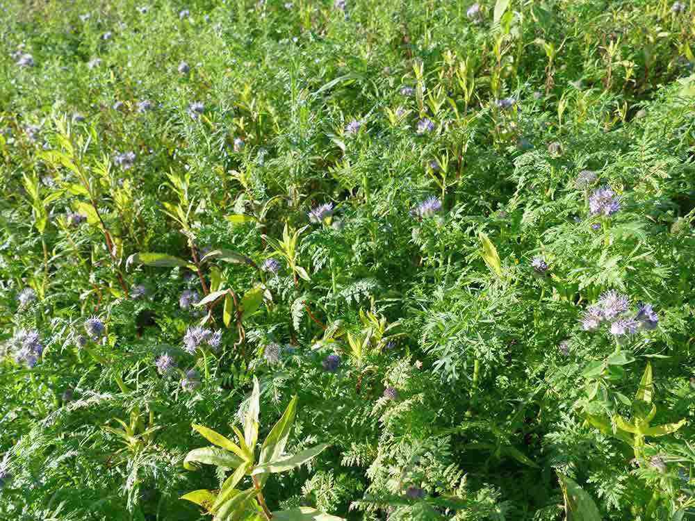 Gütersloh: Blühende Felder auch im November, Zwischenfrüchte gut für Boden, Biodiversität und Wildtiere